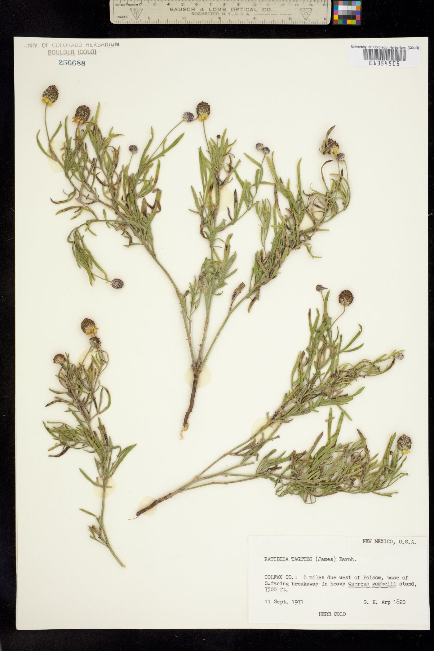 Ratibida tagetes image