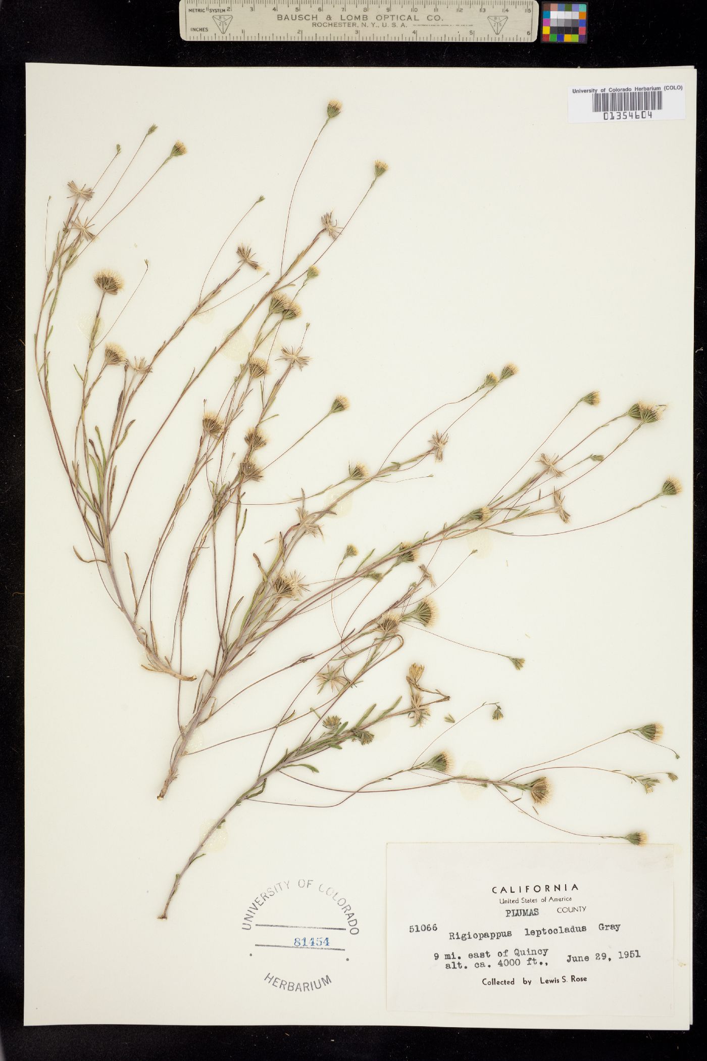 Rigiopappus leptocladus image