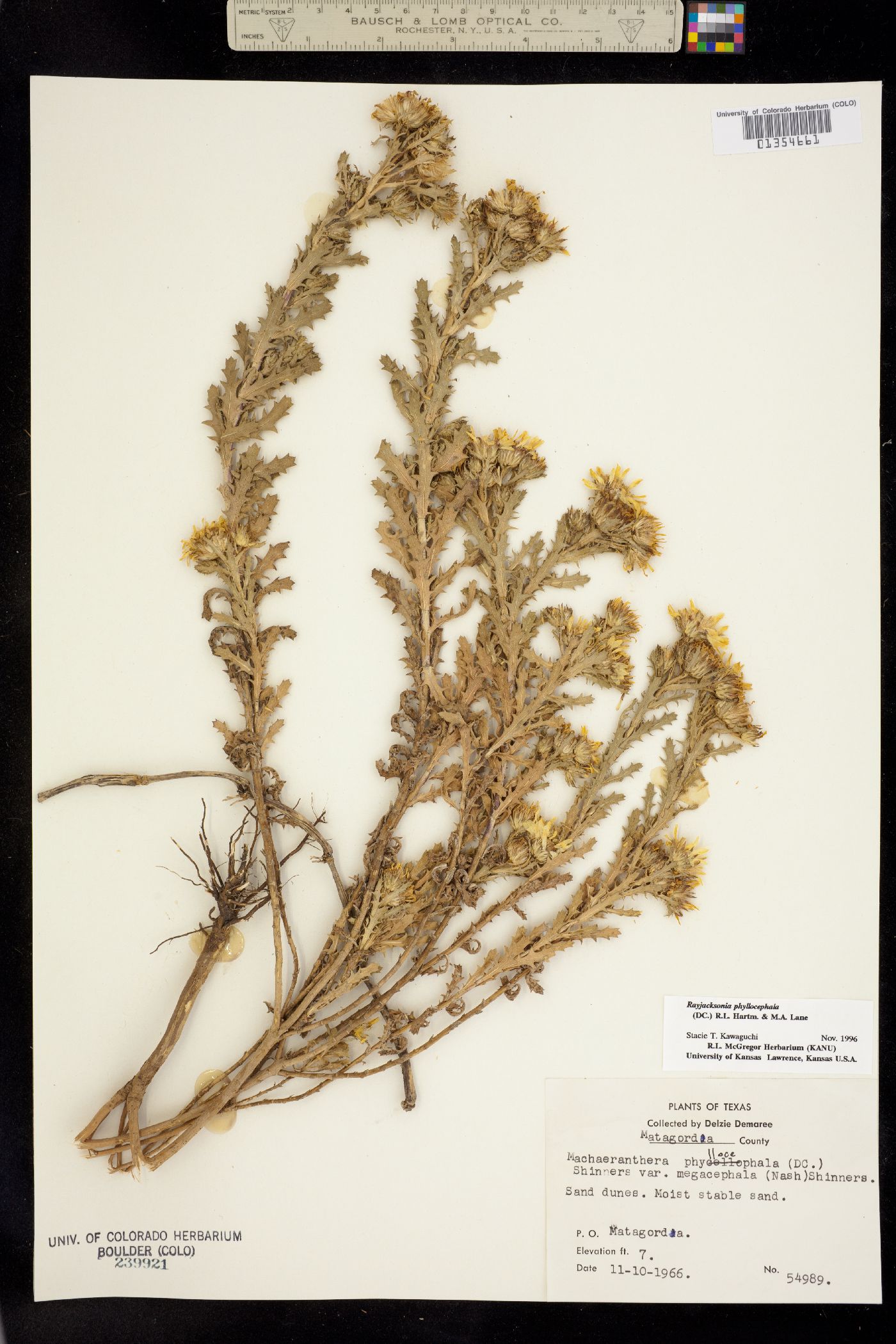 Rayjacksonia image