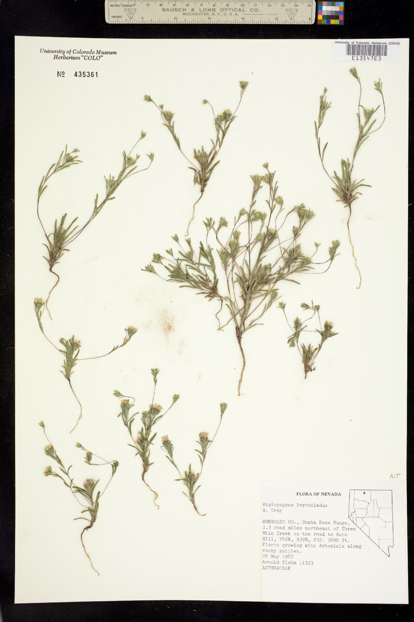 Rigiopappus leptocladus image