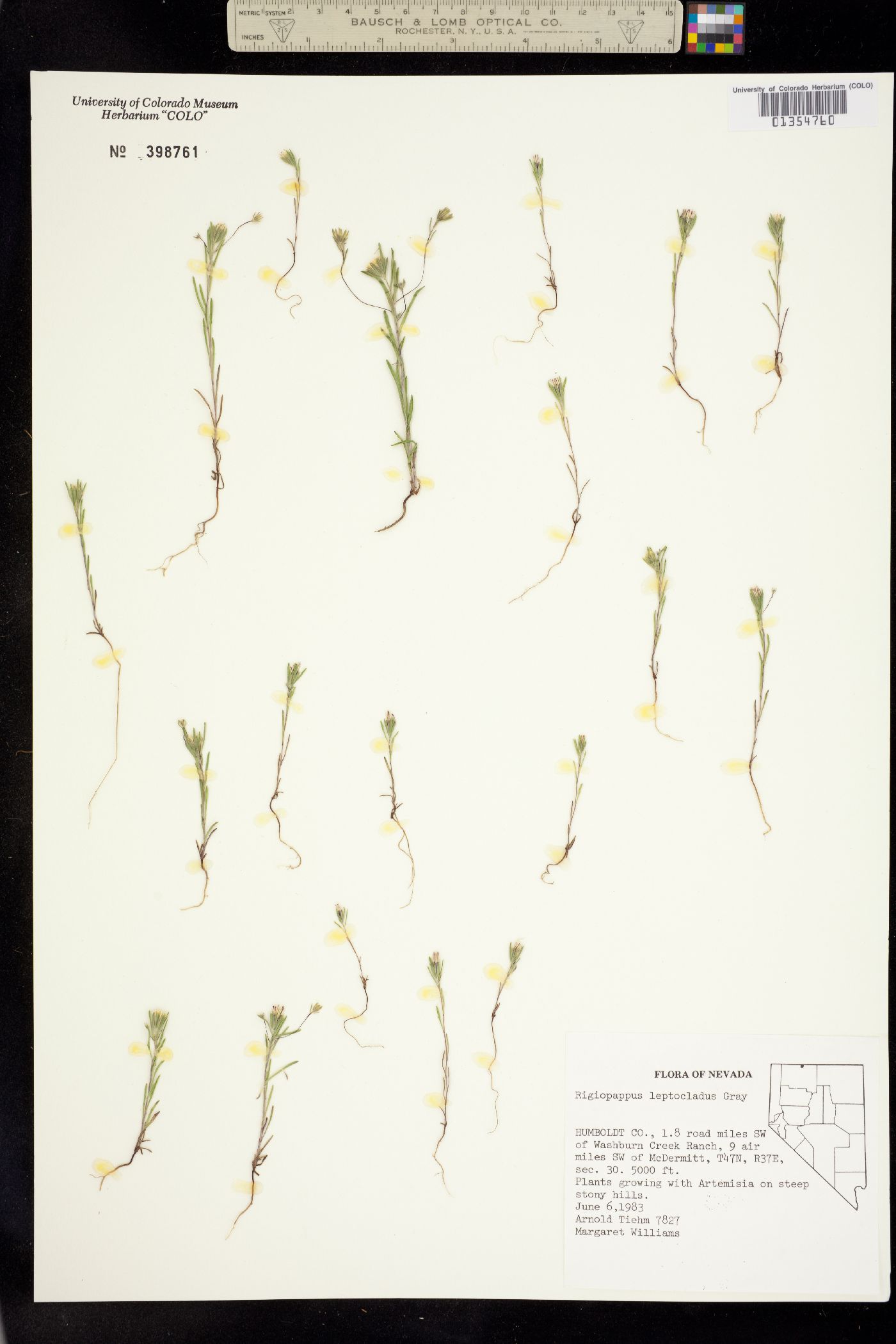 Rigiopappus leptocladus image