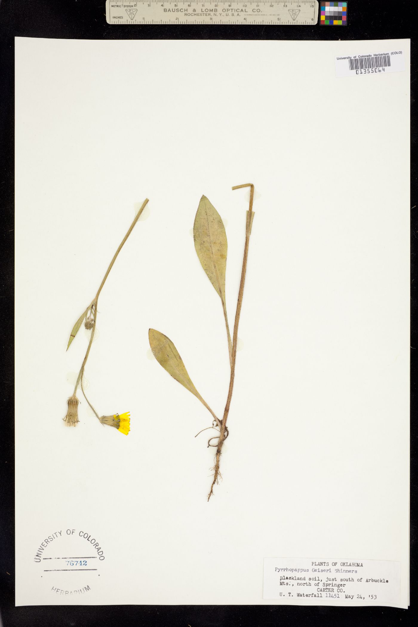 Pyrrhopappus pauciflorus image