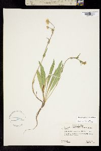 Pyrrocoma lanceolata image