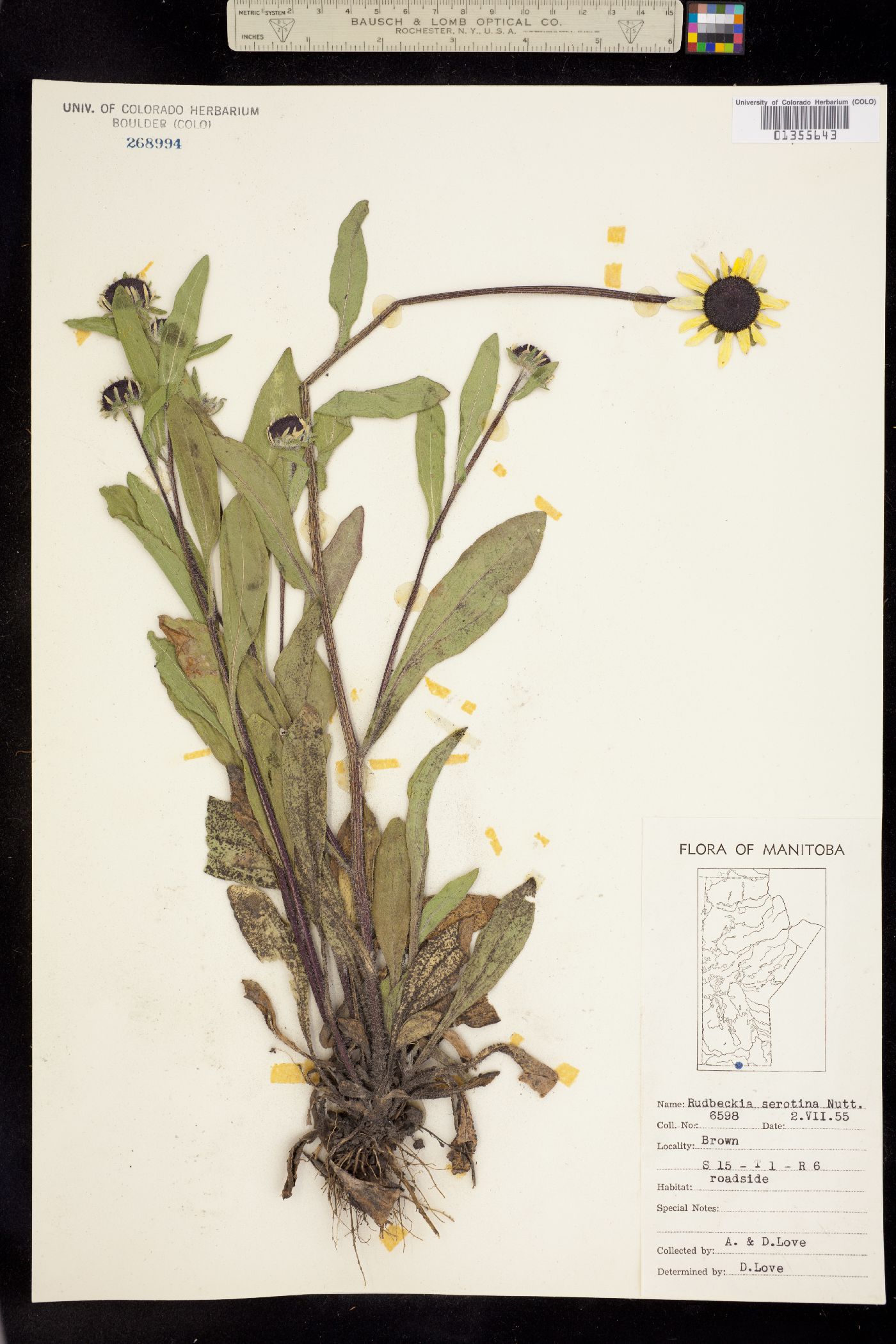 Rudbeckia image