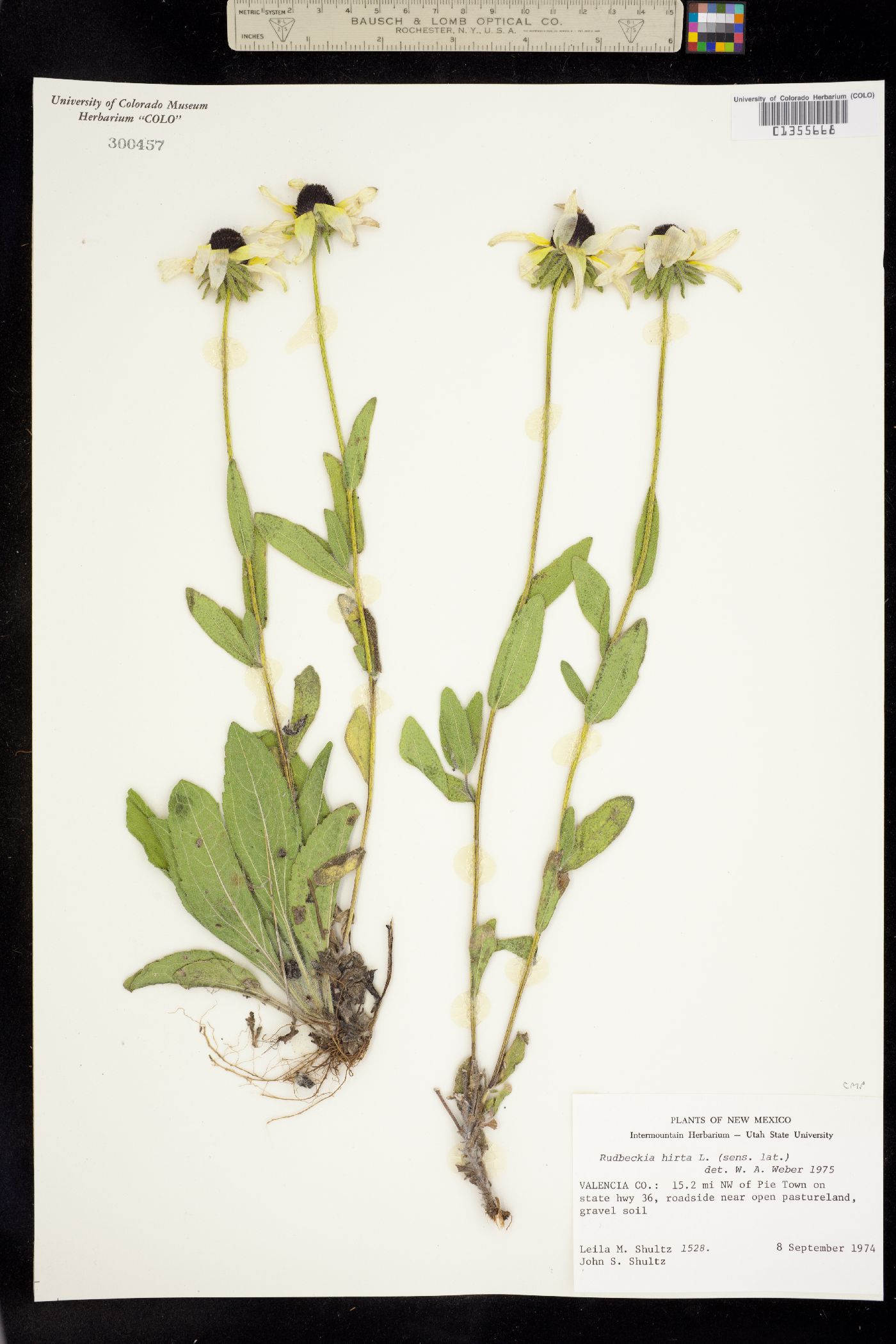 Rudbeckia hirta image