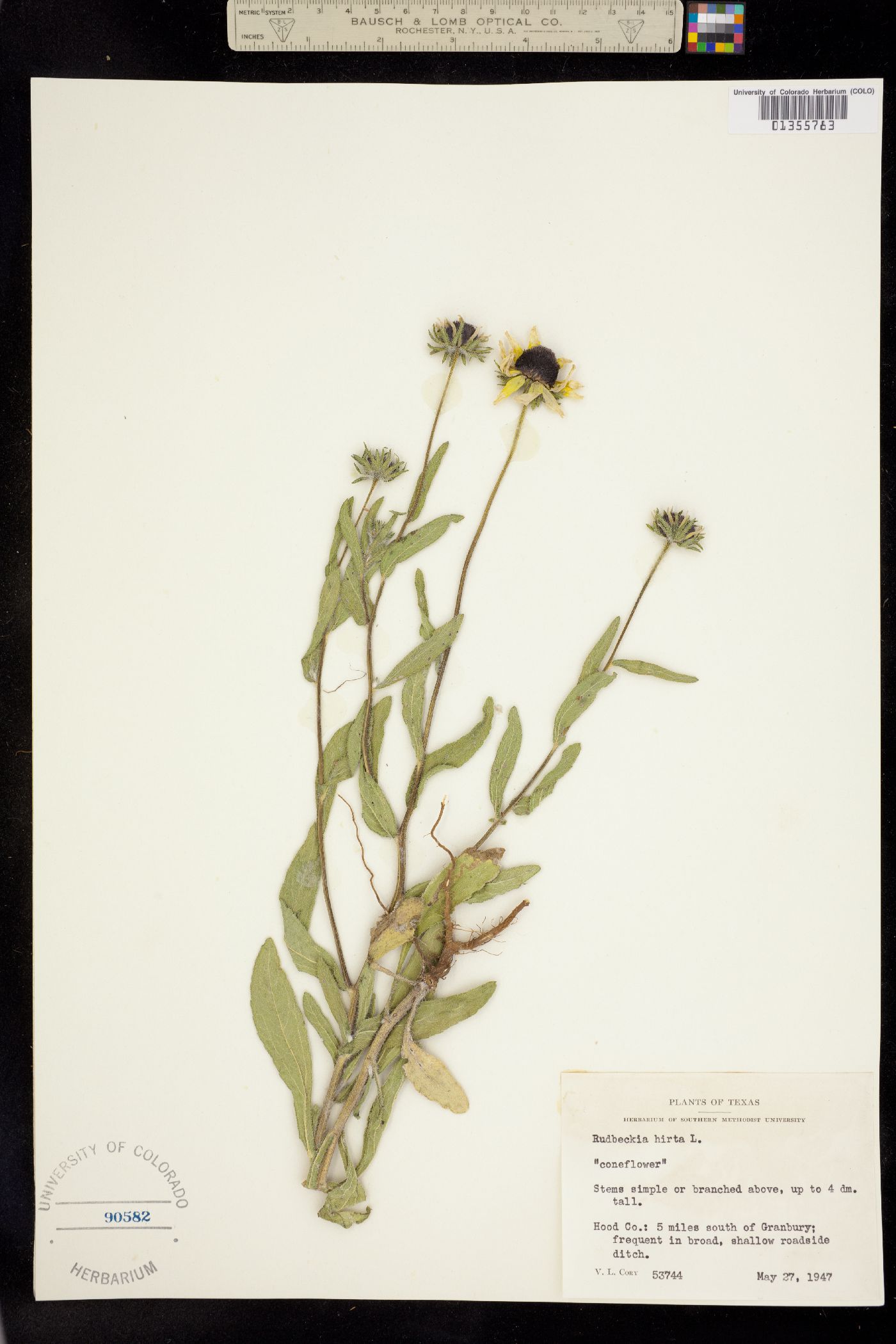 Rudbeckia hirta image