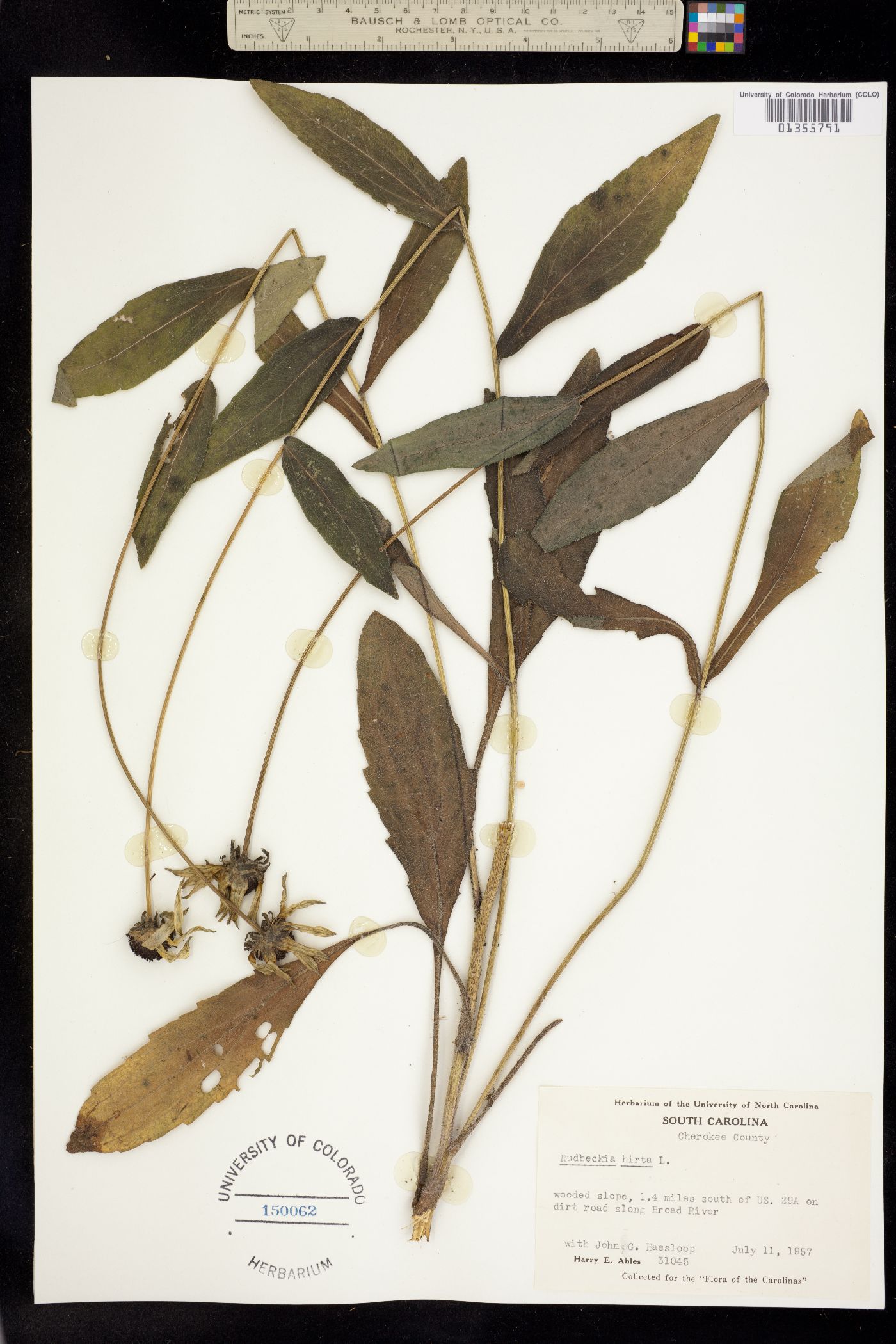 Rudbeckia image