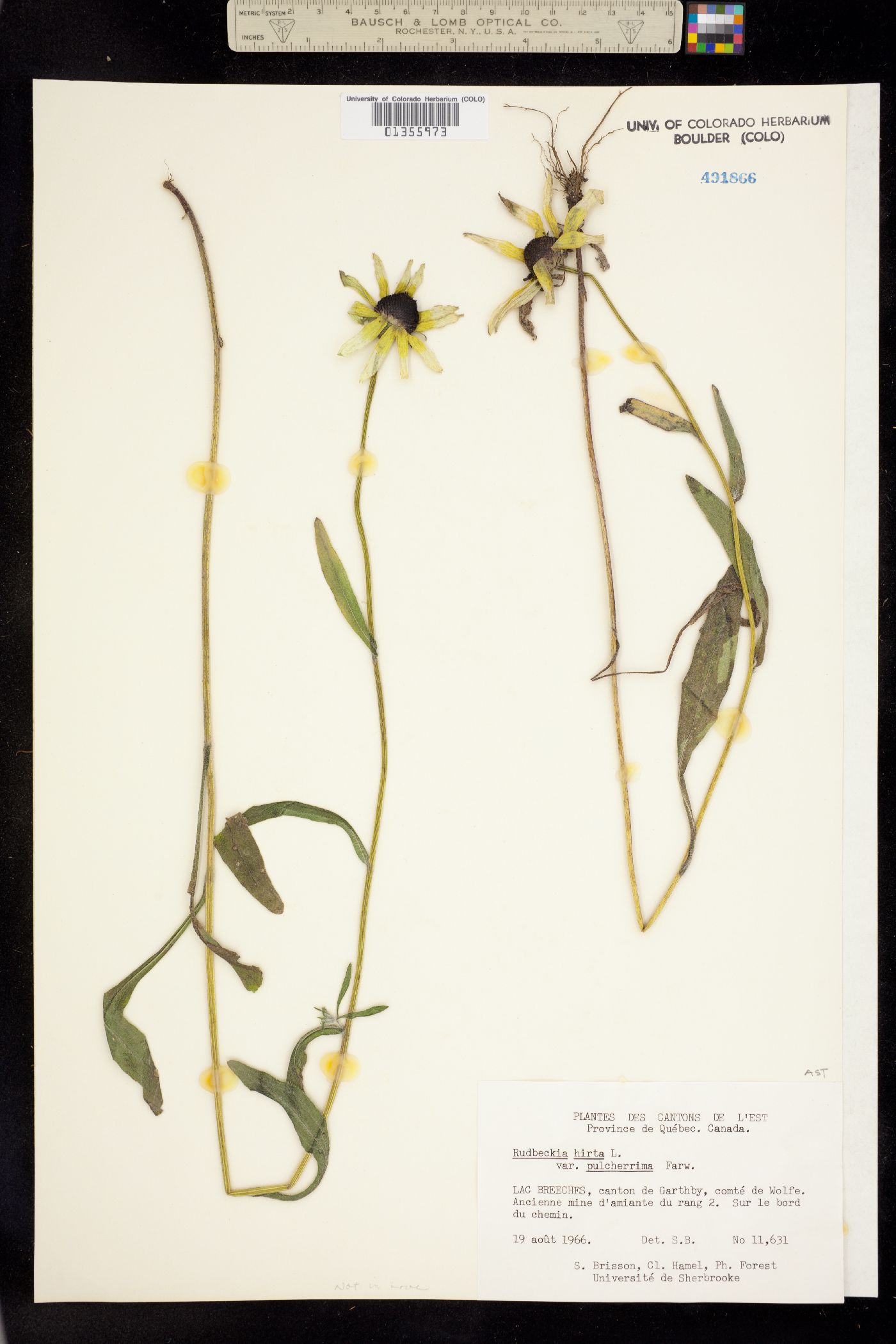 Rudbeckia hirta image