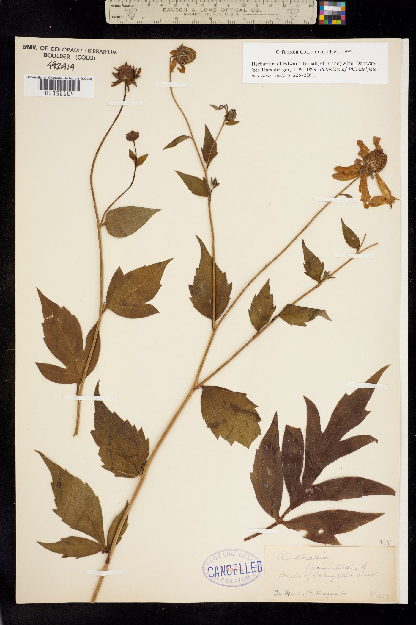 Rudbeckia laciniata image
