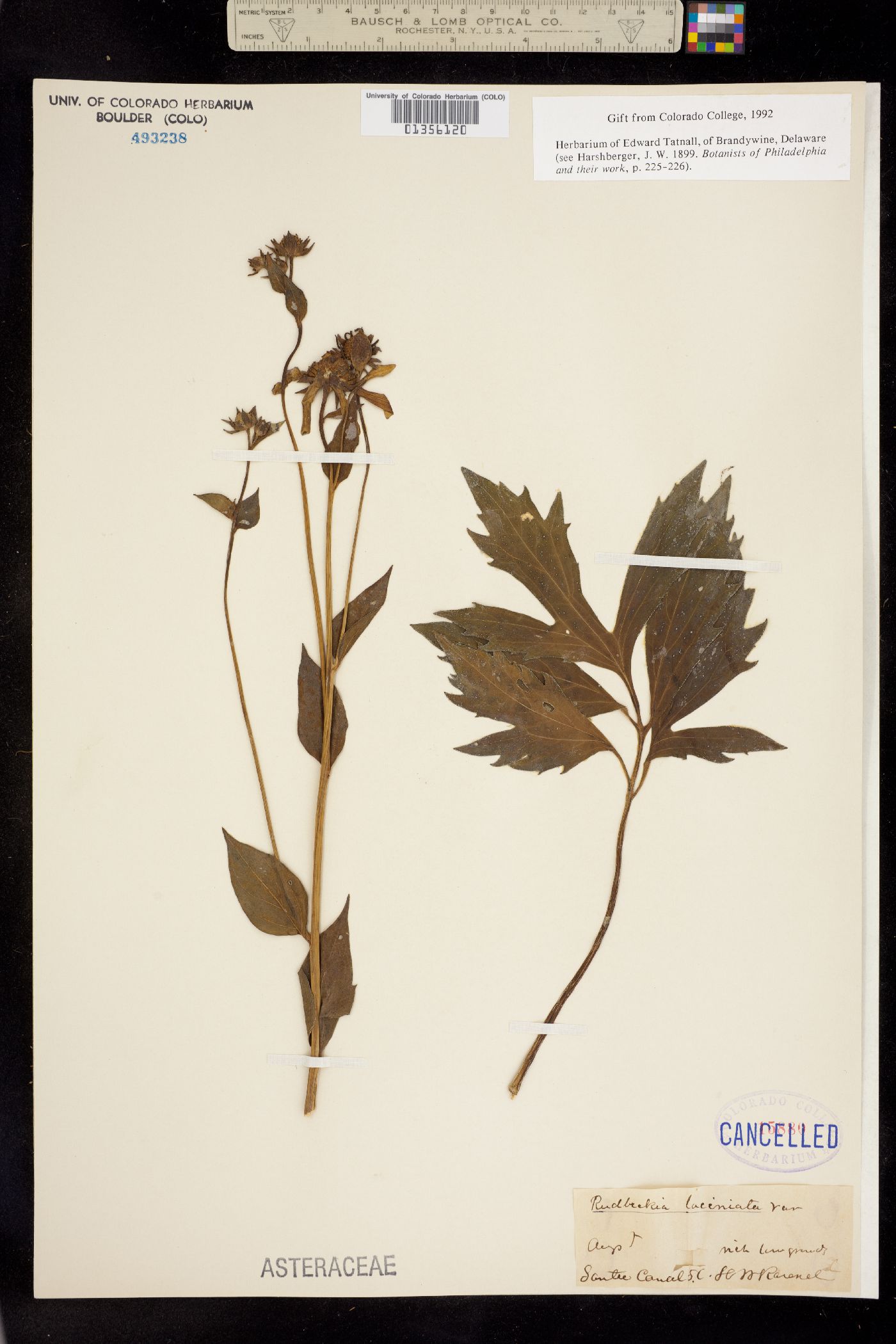 Rudbeckia laciniata image