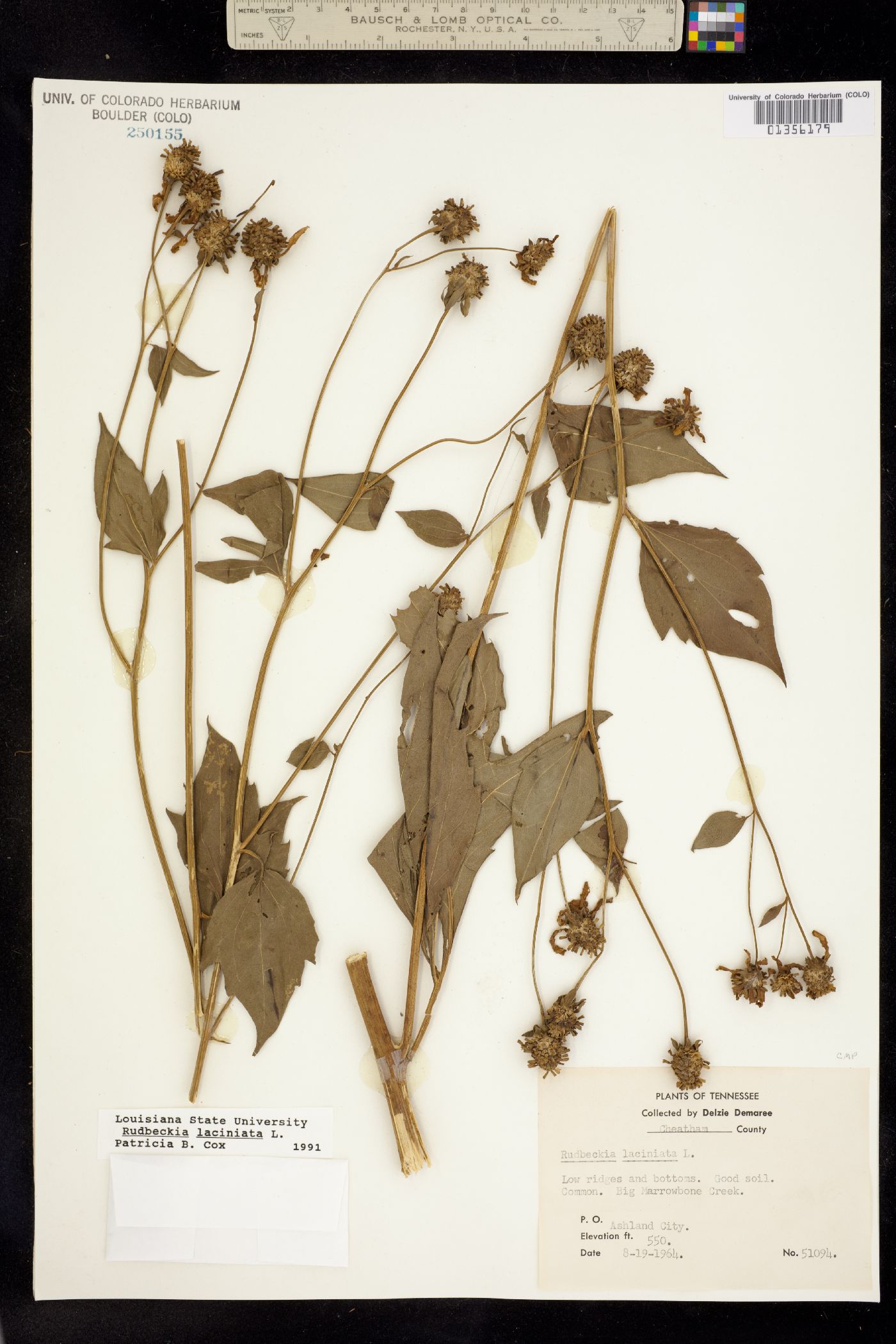 Rudbeckia laciniata image