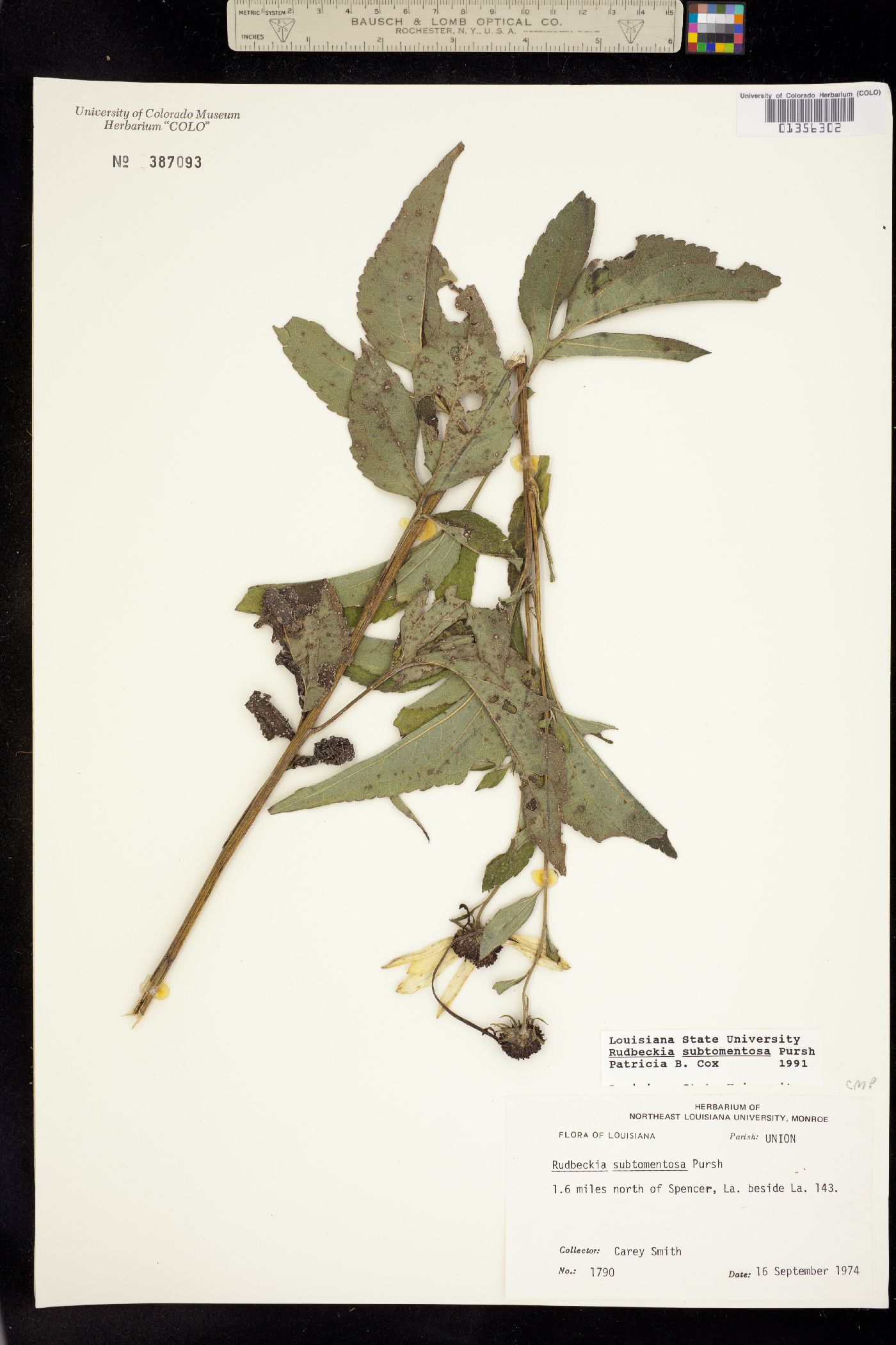 Rudbeckia subtomentosa image