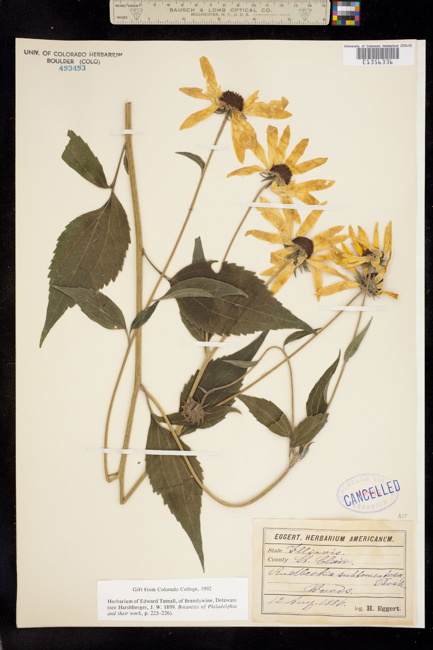 Rudbeckia subtomentosa image