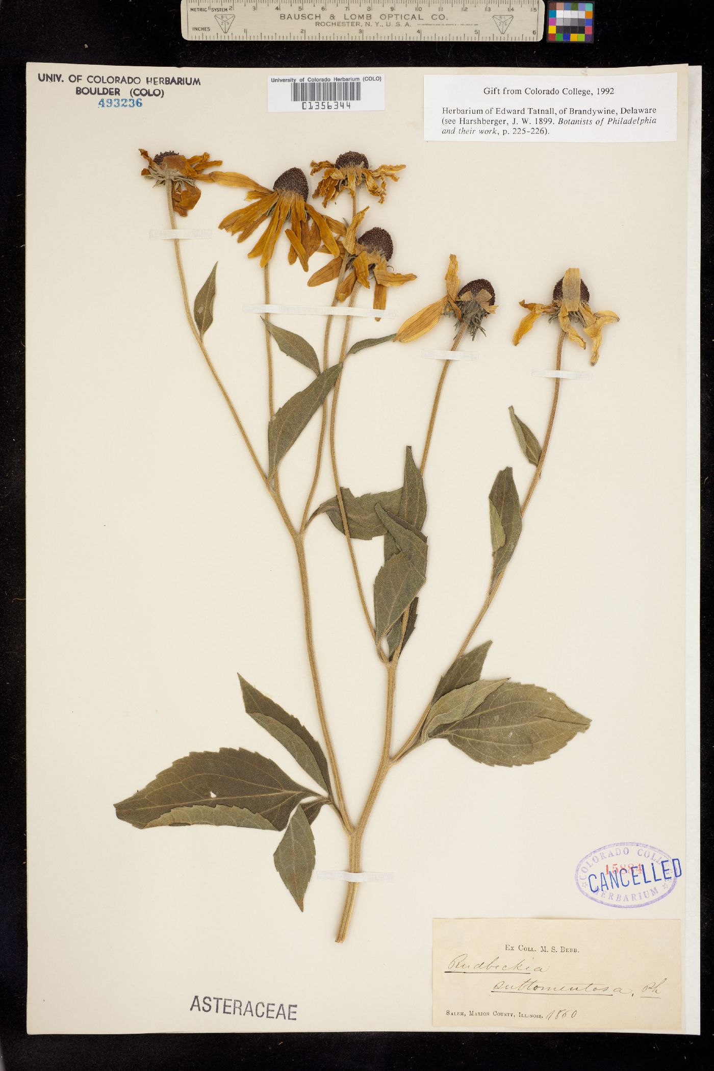 Rudbeckia subtomentosa image