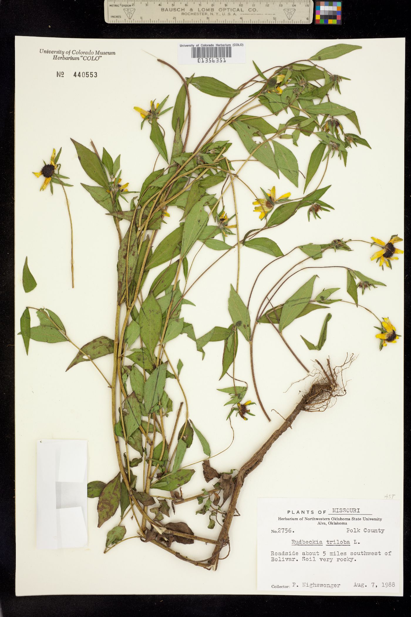 Rudbeckia triloba image