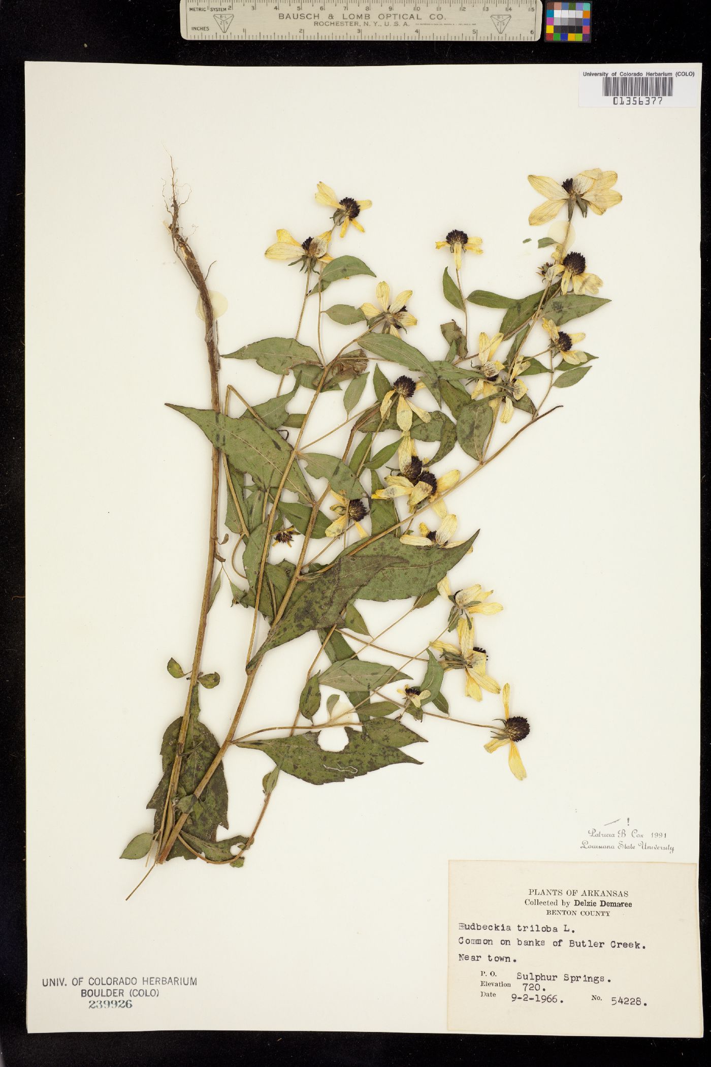 Rudbeckia triloba image