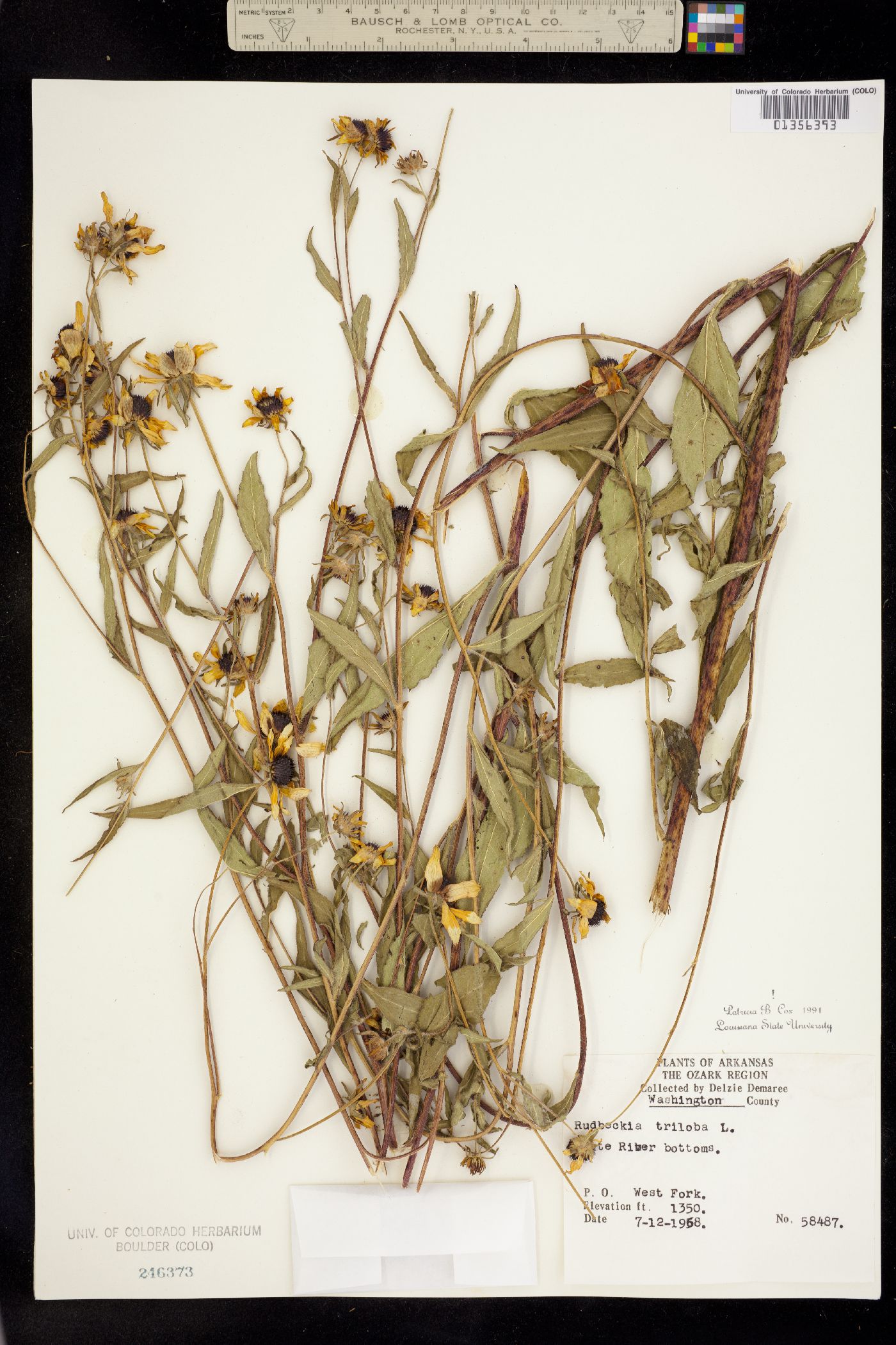 Rudbeckia triloba image