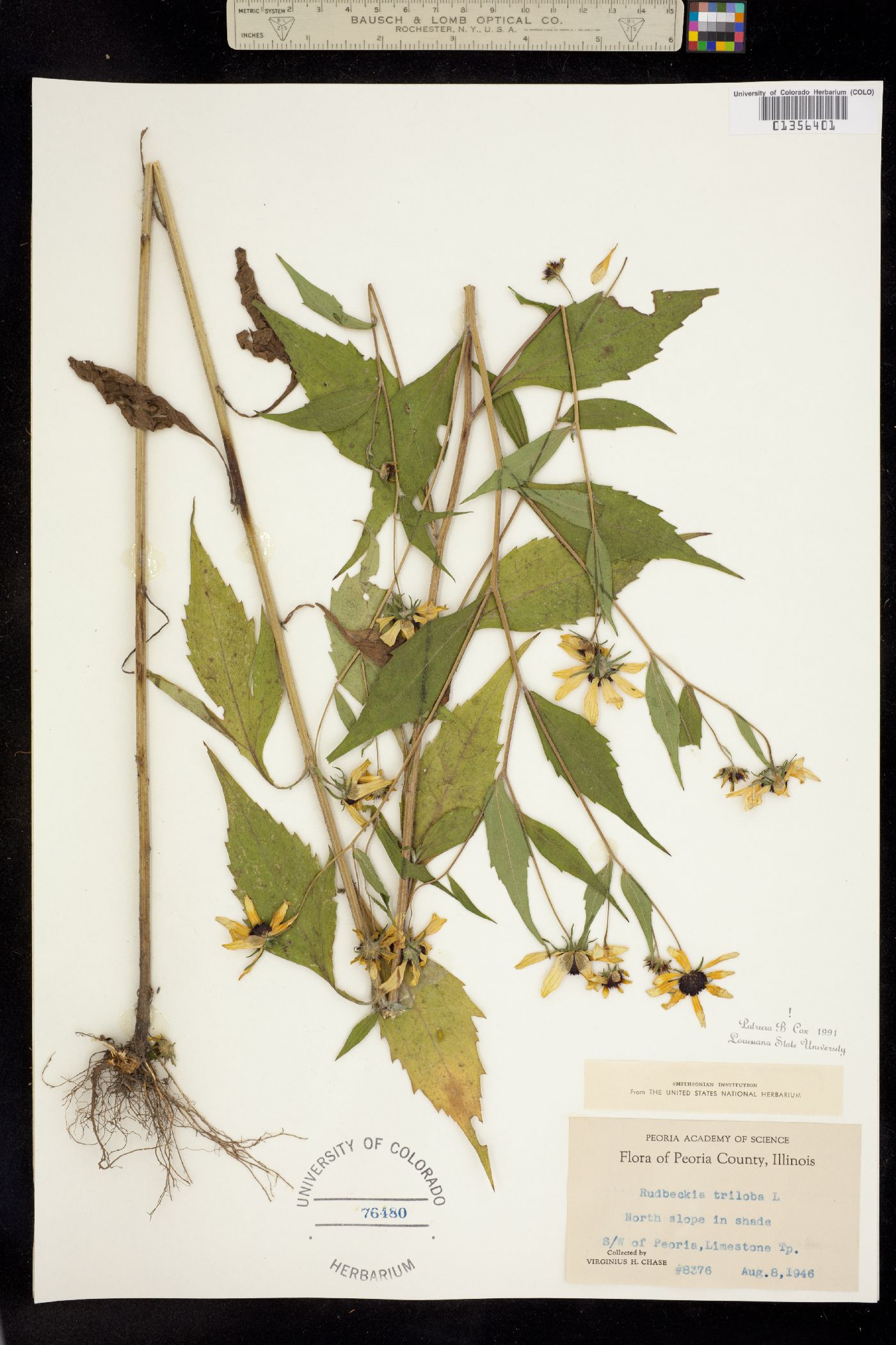 Rudbeckia triloba image