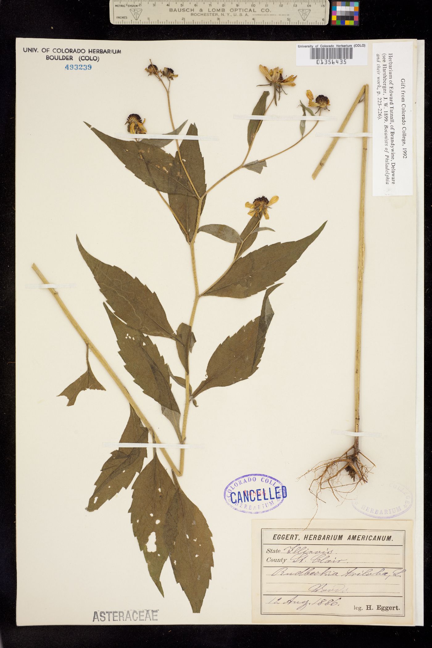 Rudbeckia triloba image