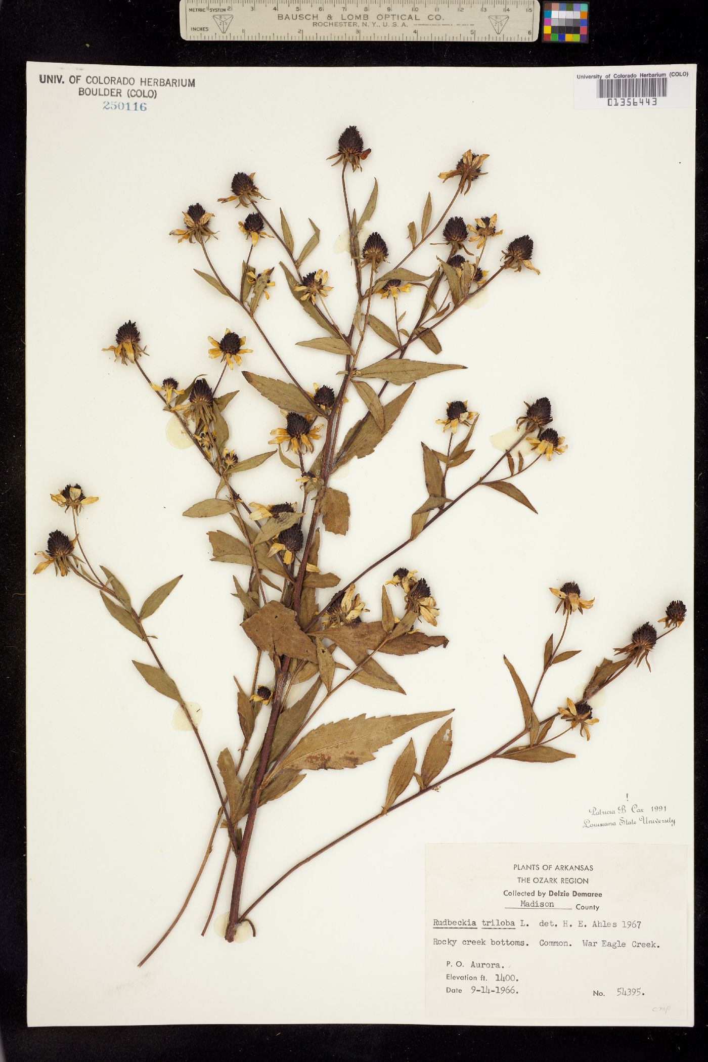 Rudbeckia triloba image