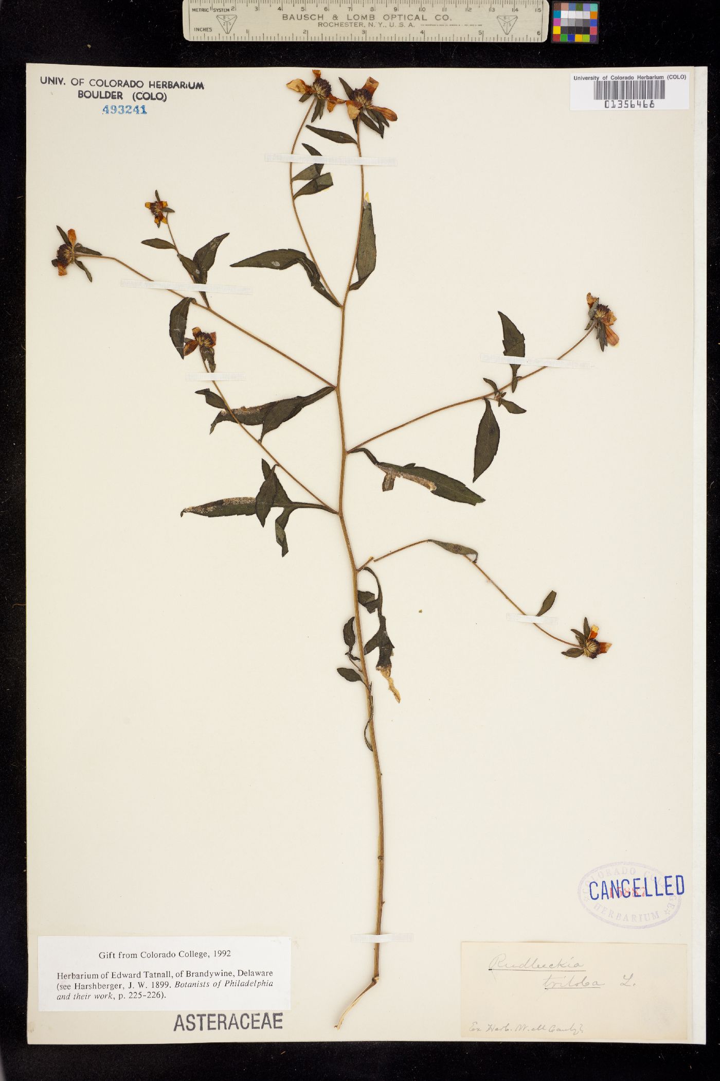 Rudbeckia triloba image