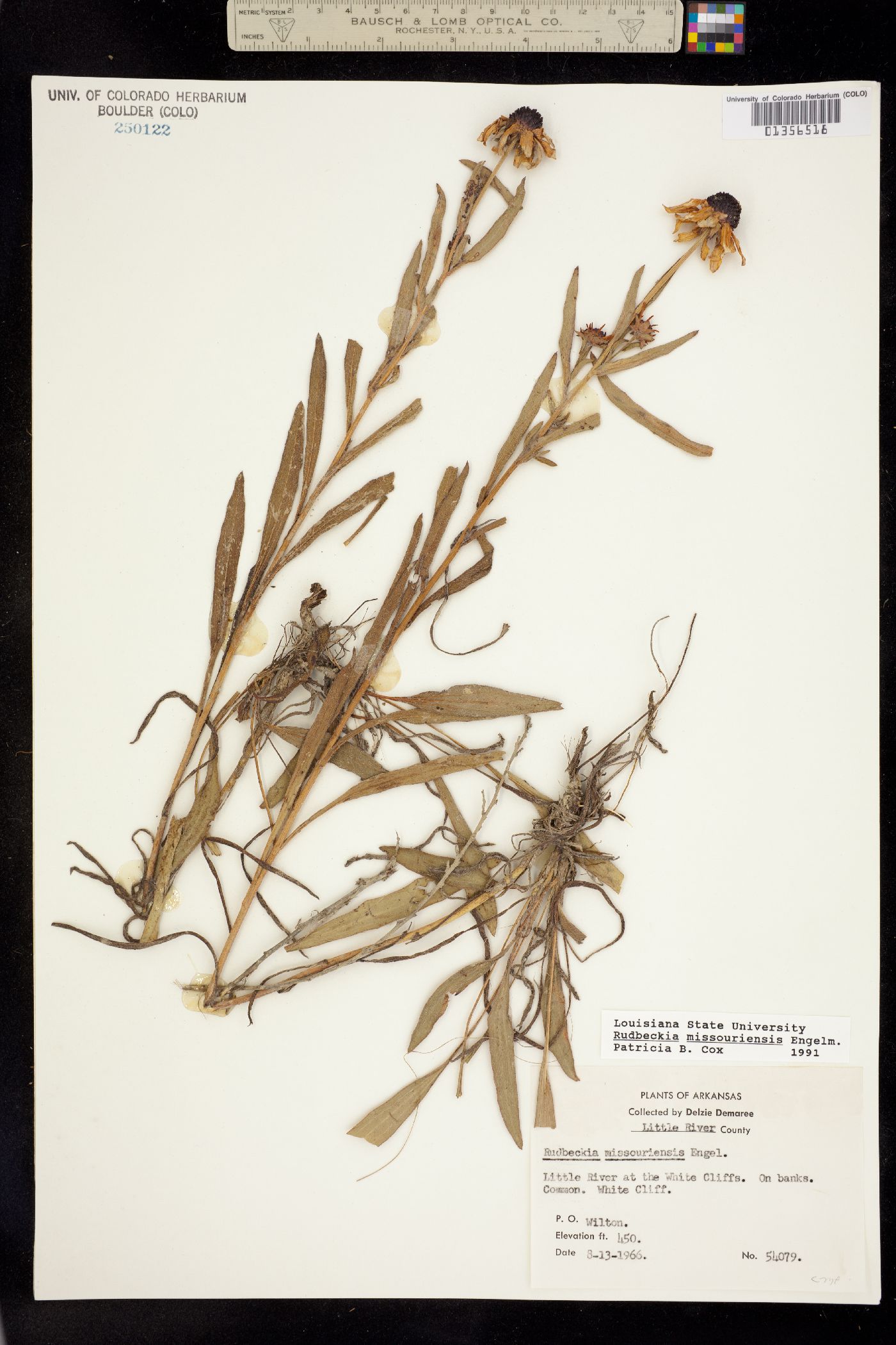 Rudbeckia missouriensis image