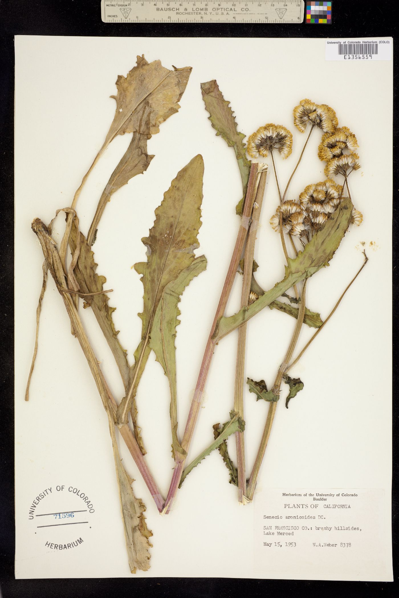 Senecio aronicoides image