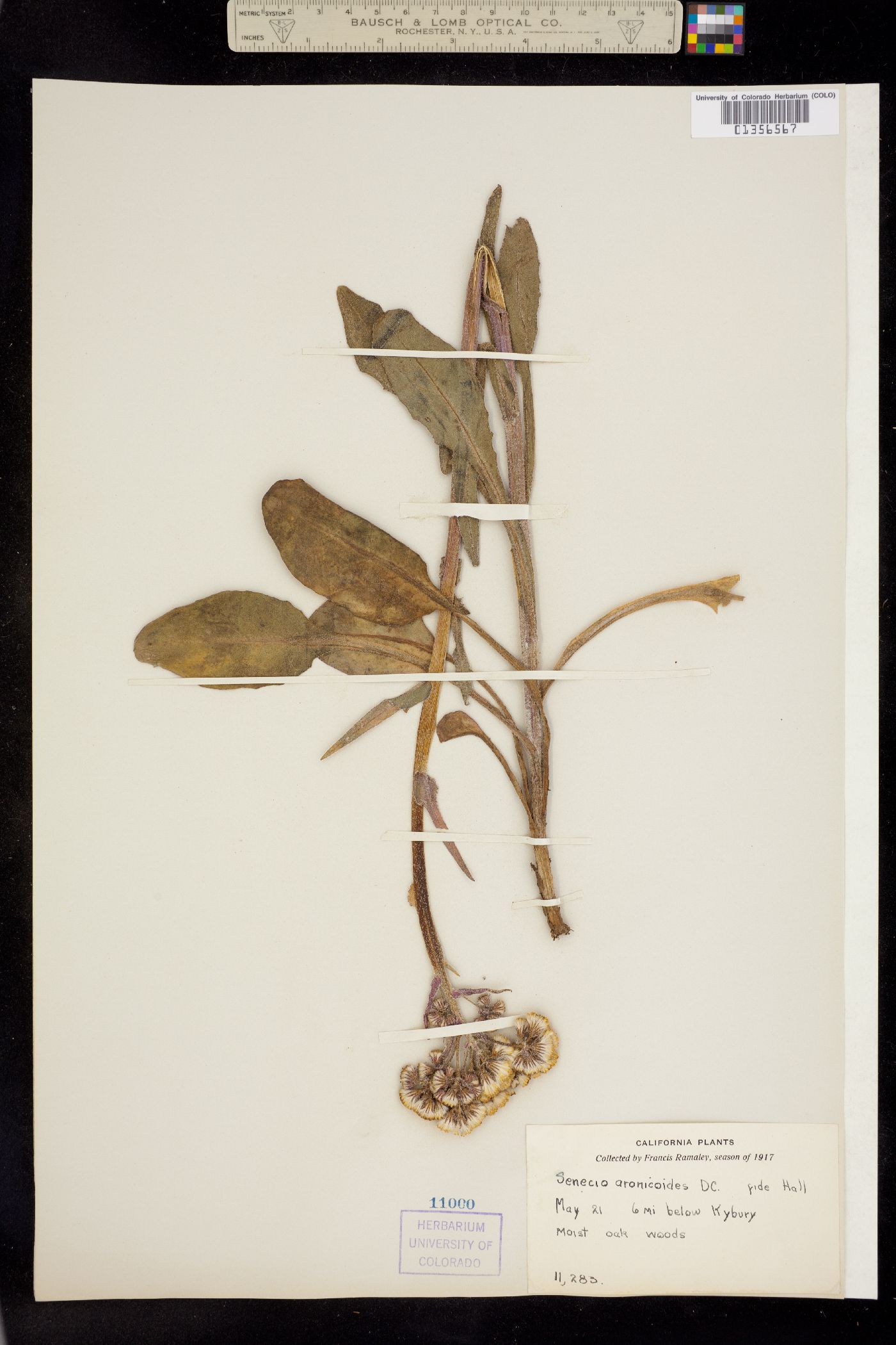 Senecio aronicoides image