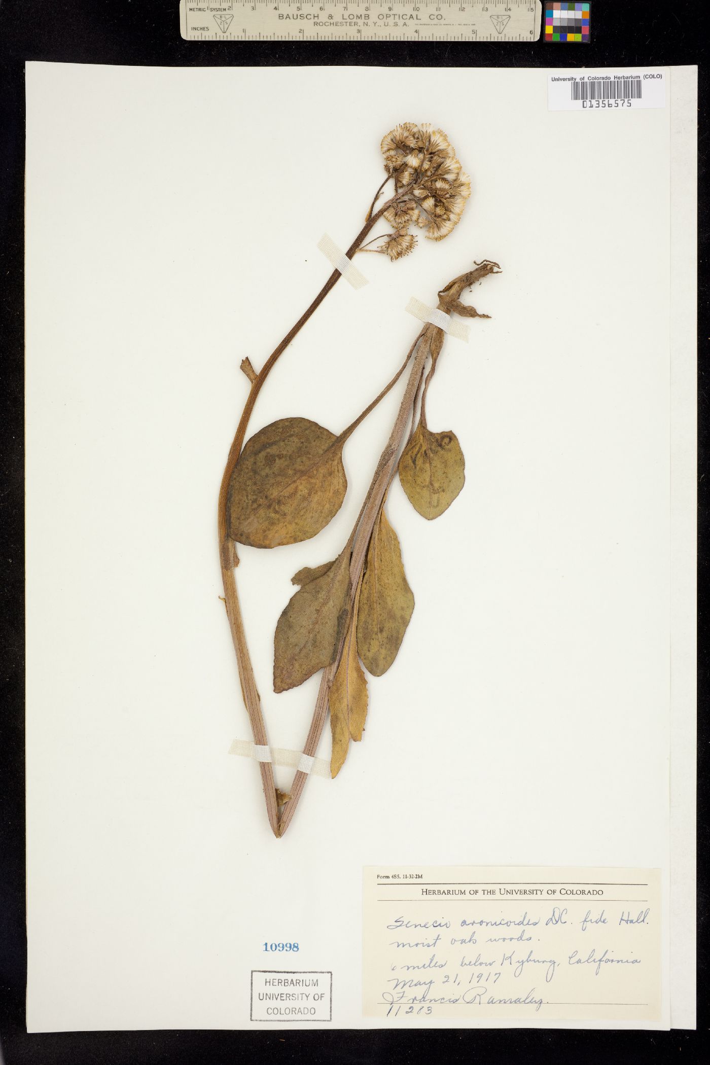 Senecio aronicoides image