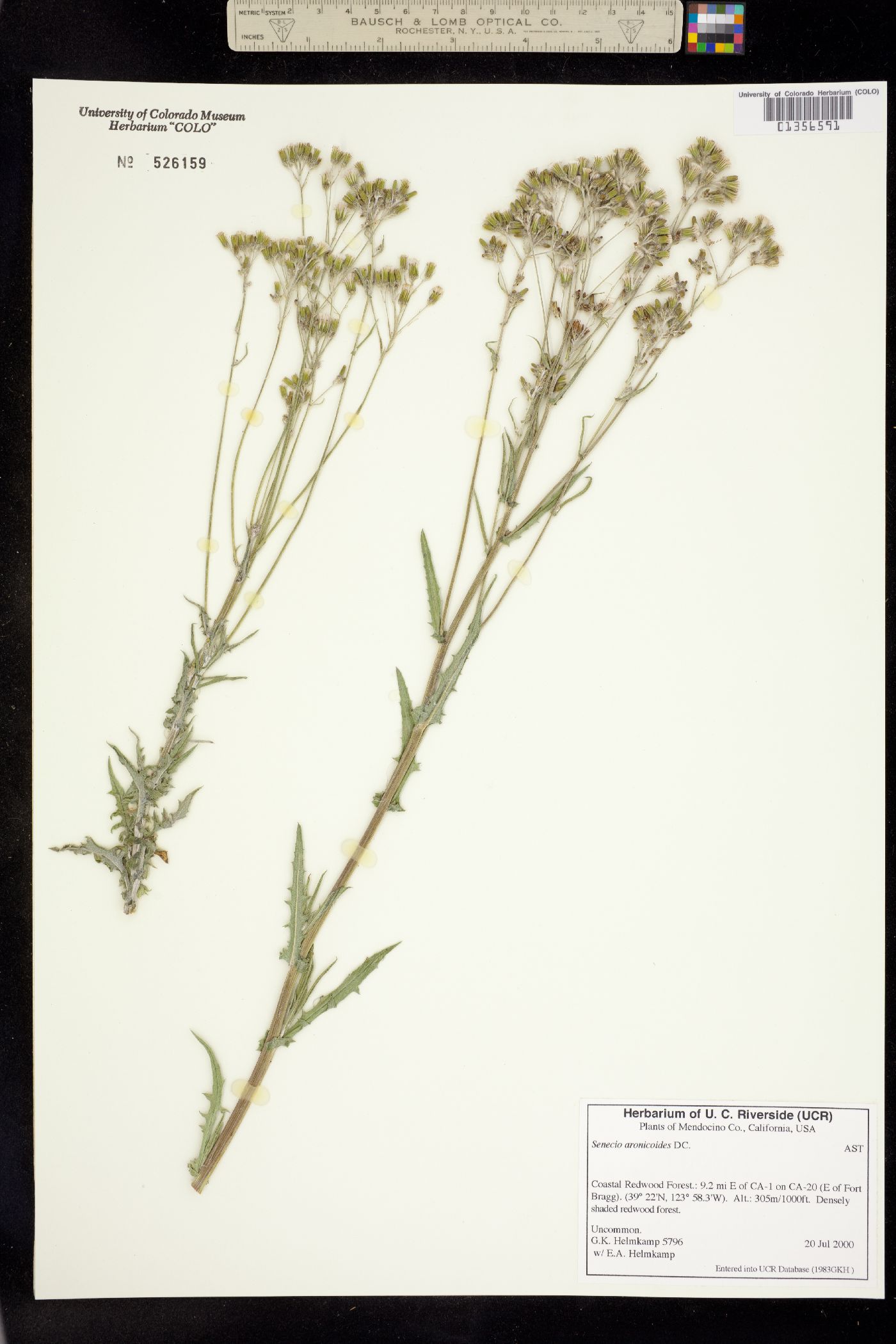 Senecio aronicoides image