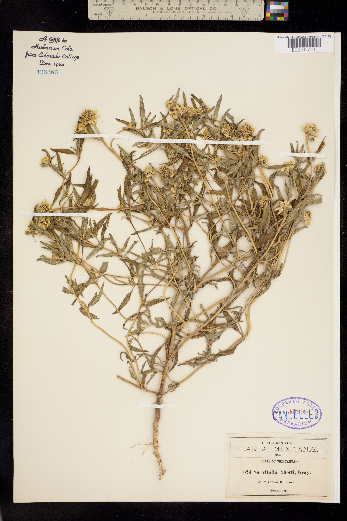 Sanvitalia abertii image