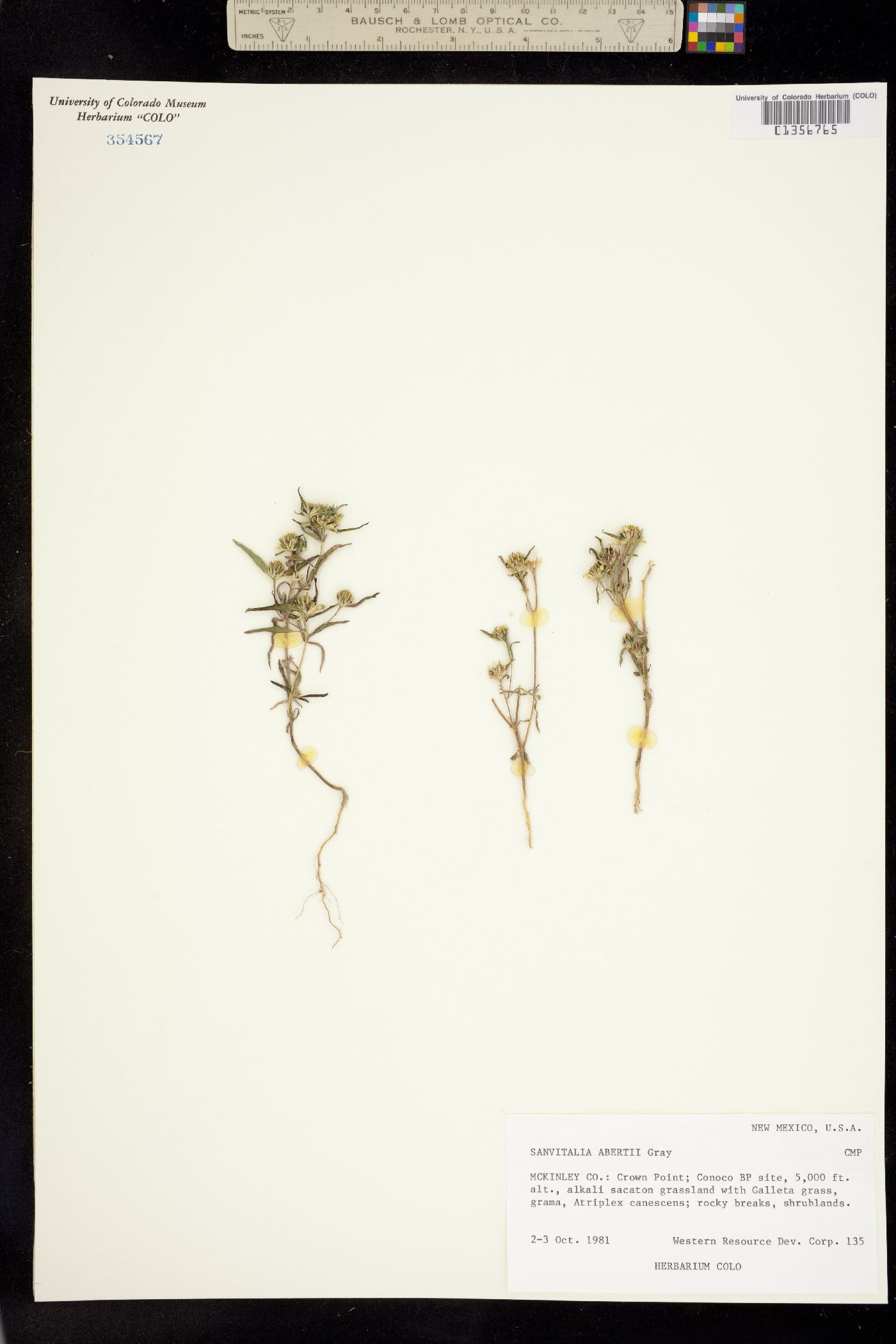 Sanvitalia abertii image