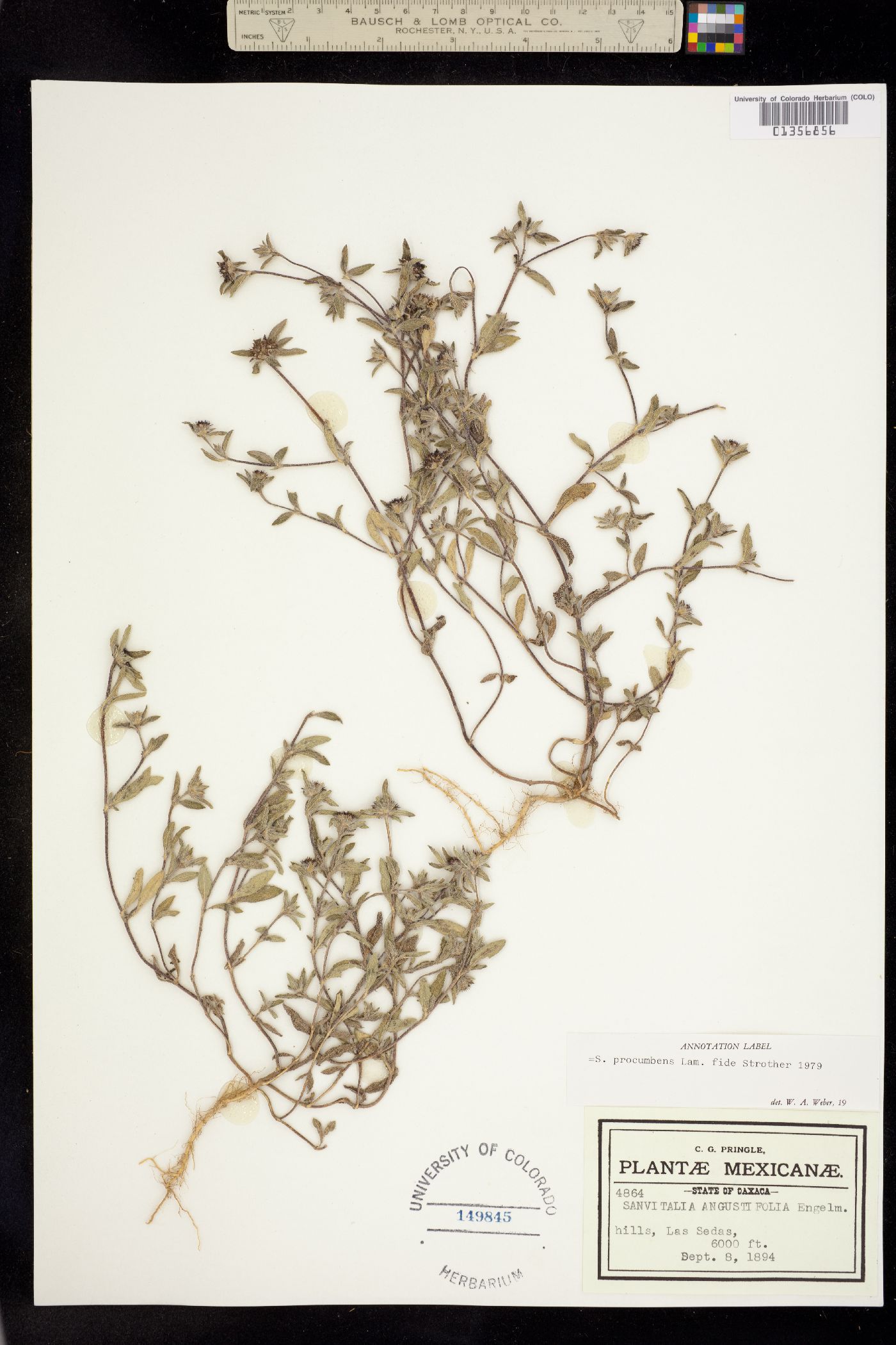 Sanvitalia procumbens image