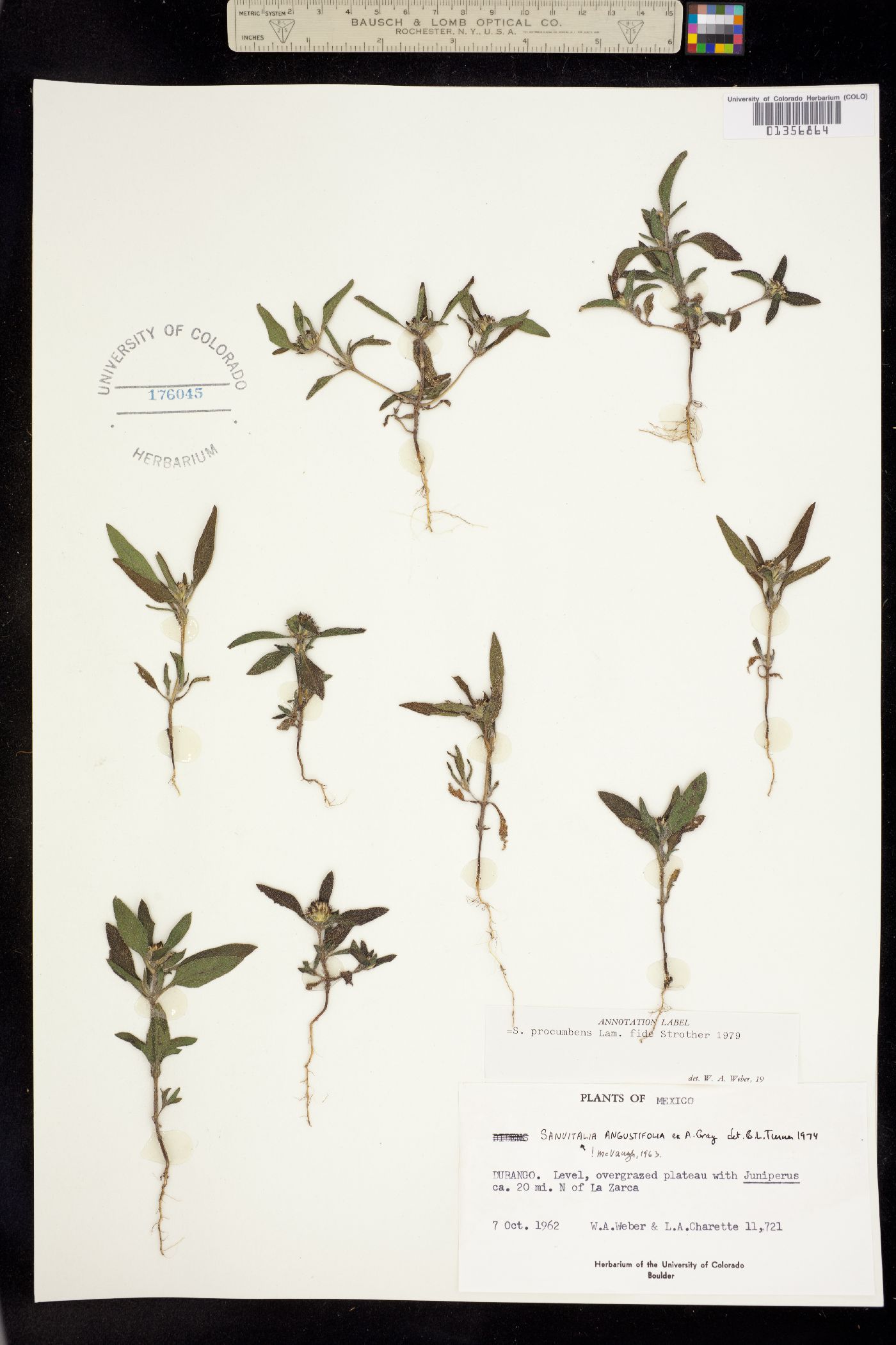 Sanvitalia procumbens image