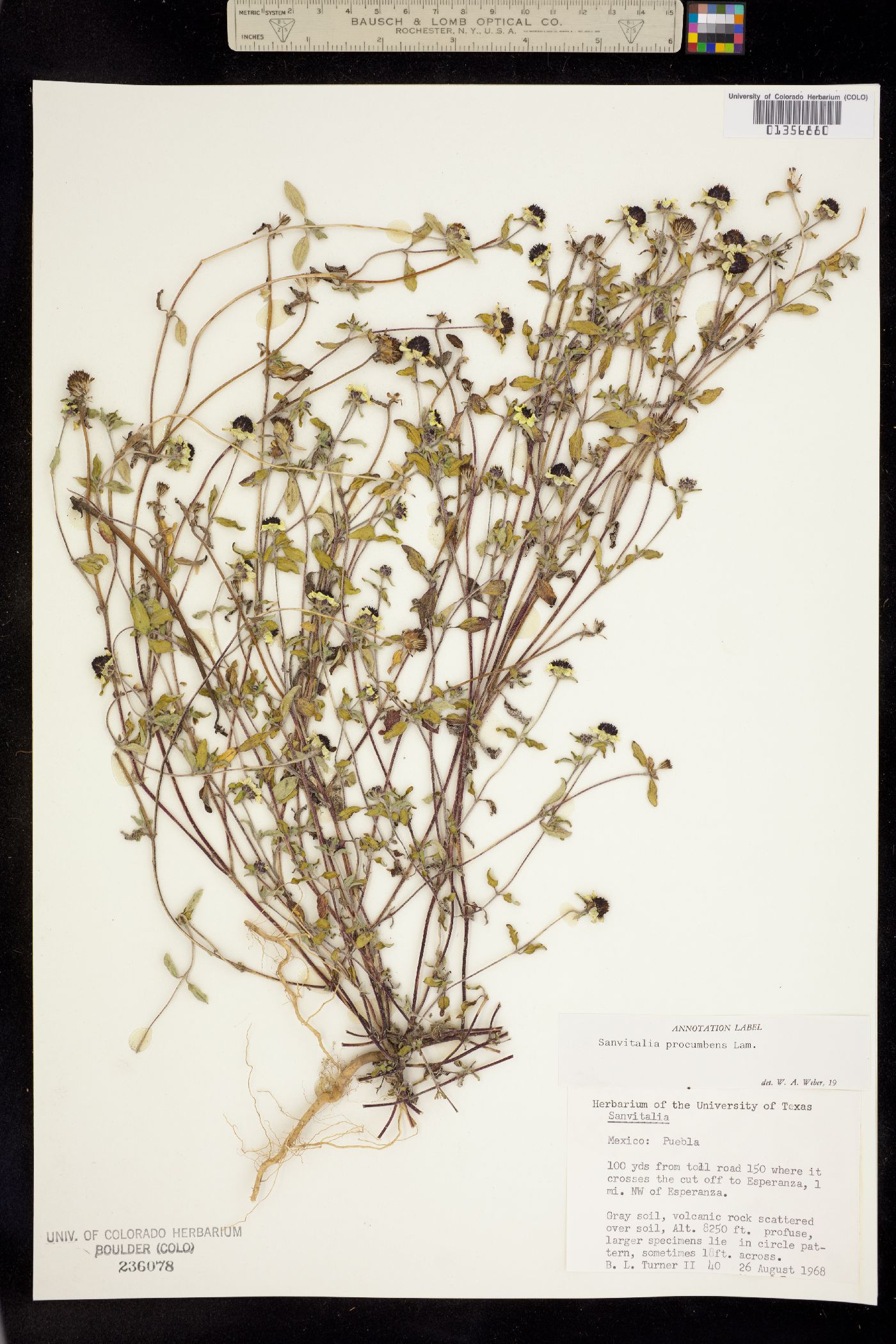 Sanvitalia procumbens image