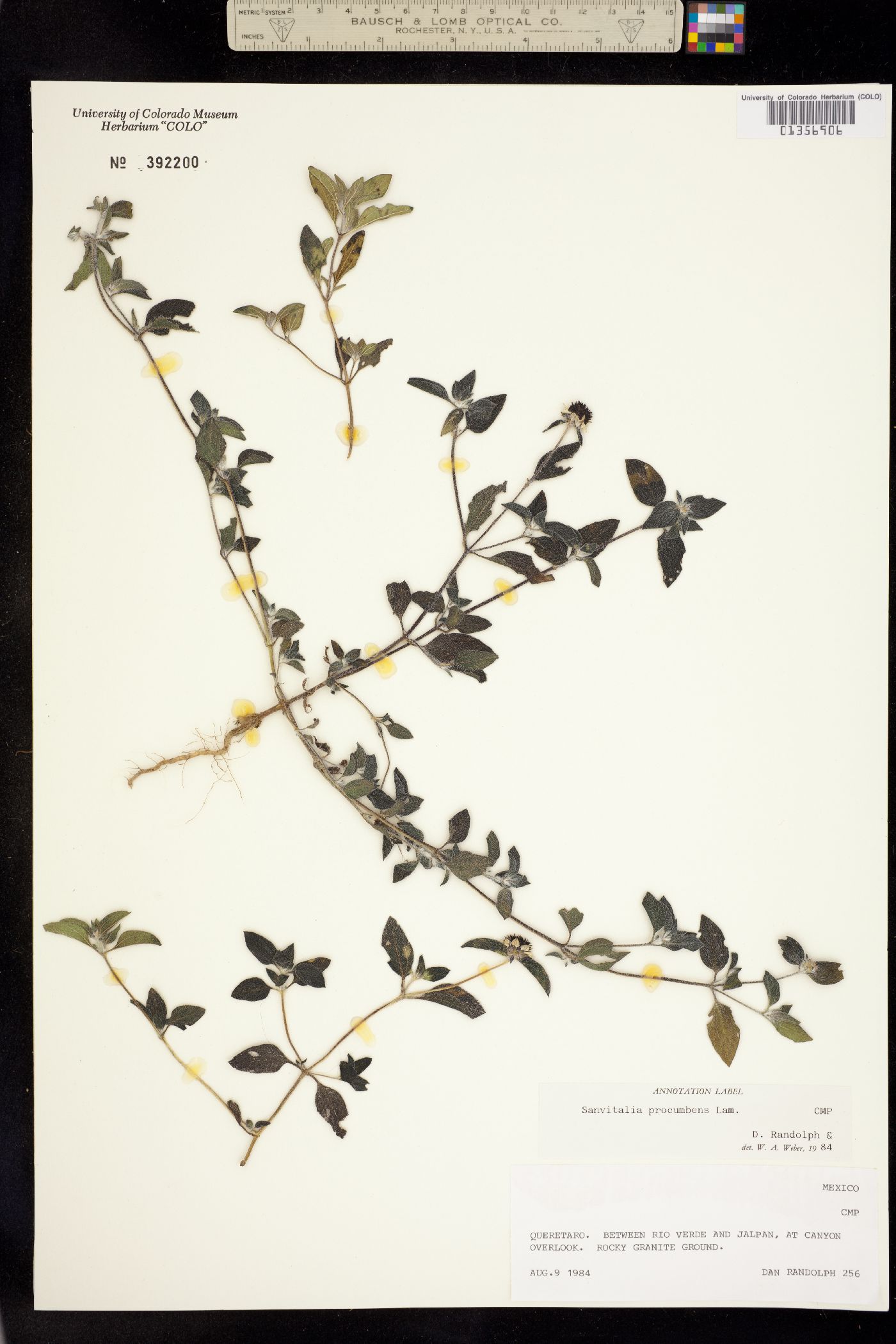 Sanvitalia procumbens image