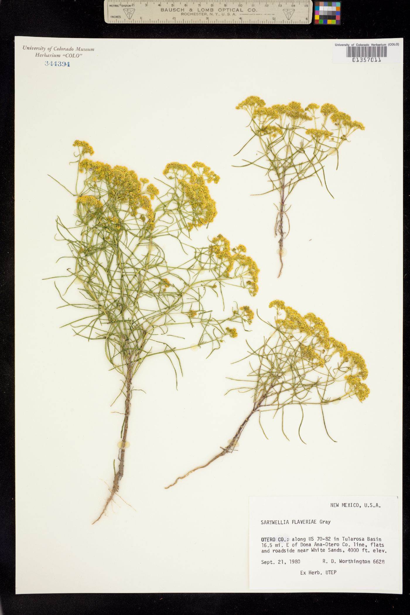 Sartwellia flaveriae image