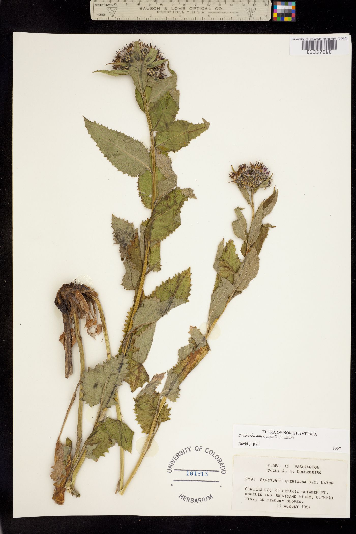 Saussurea americana image