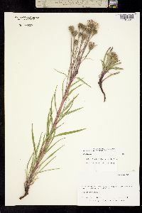 Saussurea angustifolia image