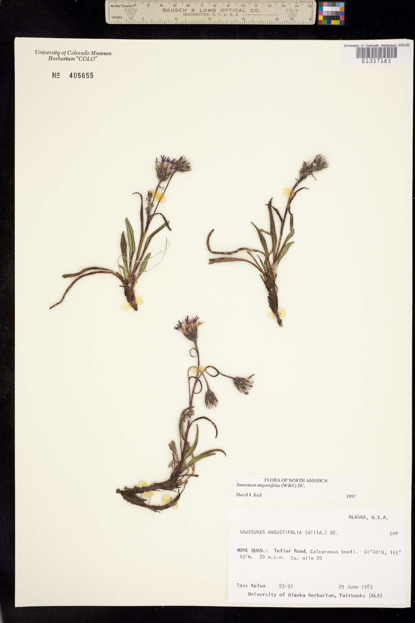Saussurea angustifolia image