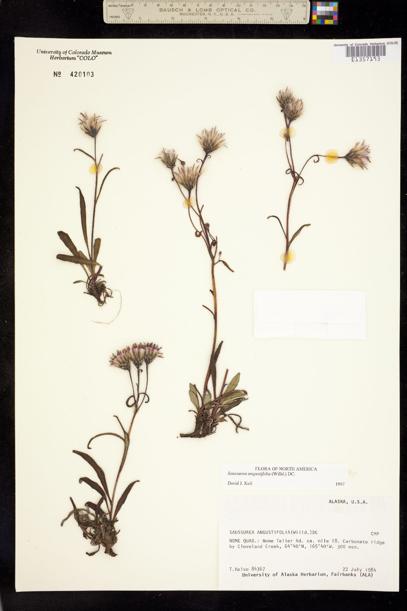 Saussurea angustifolia image