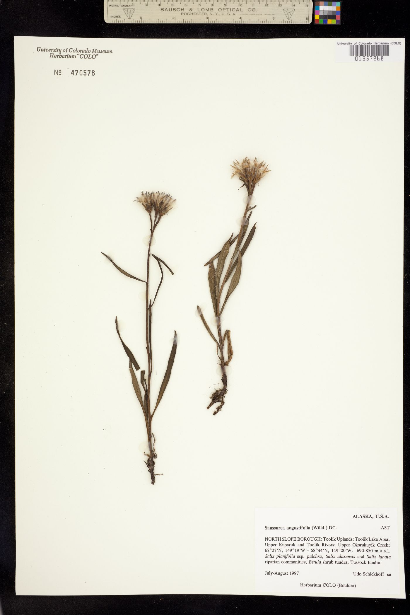 Saussurea angustifolia image