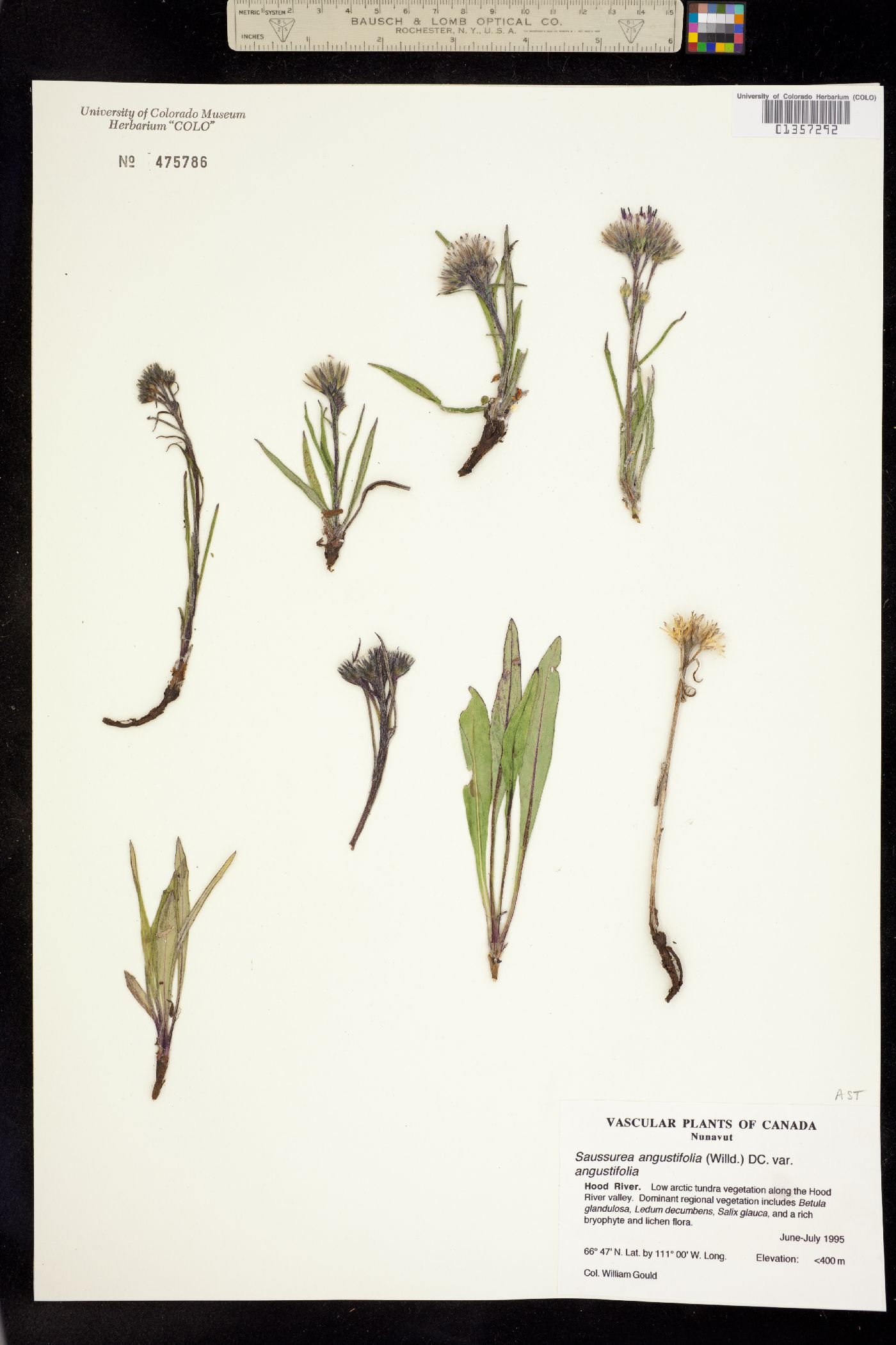 Saussurea angustifolia image