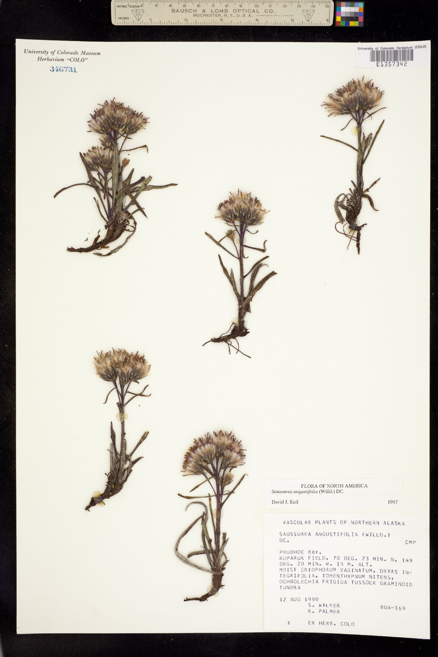Saussurea angustifolia image