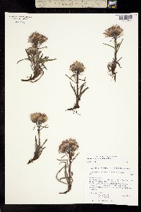Saussurea angustifolia image