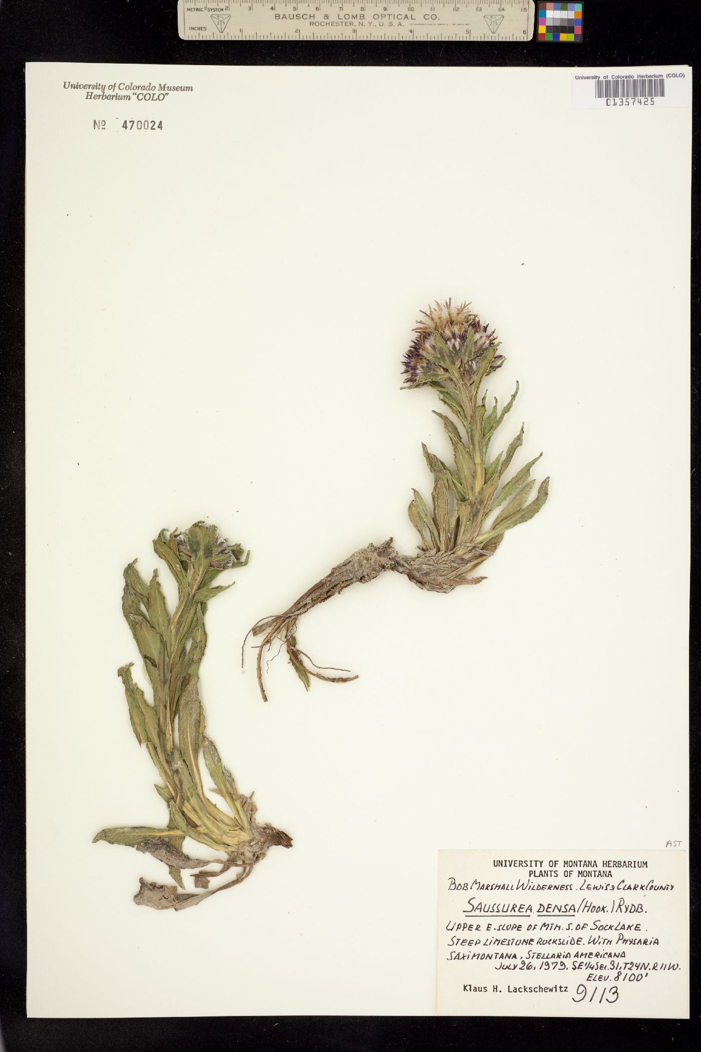 Saussurea nuda image
