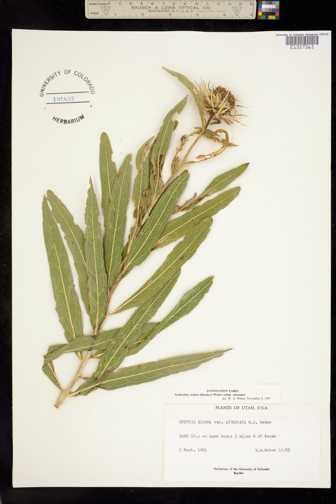 Scabrethia scabra image