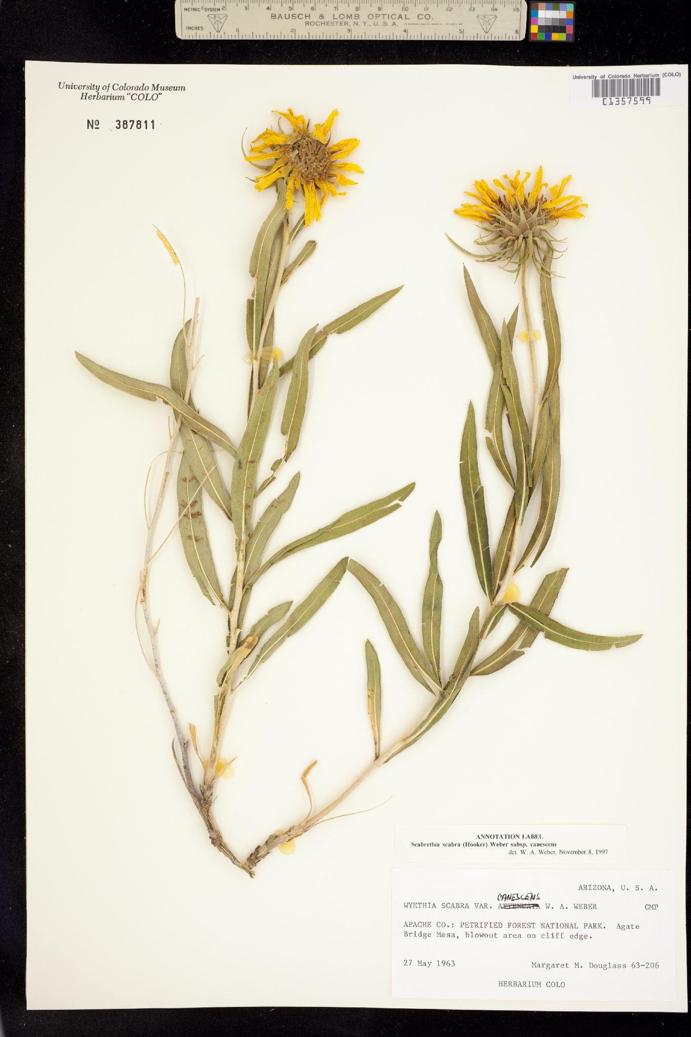 Scabrethia scabra image