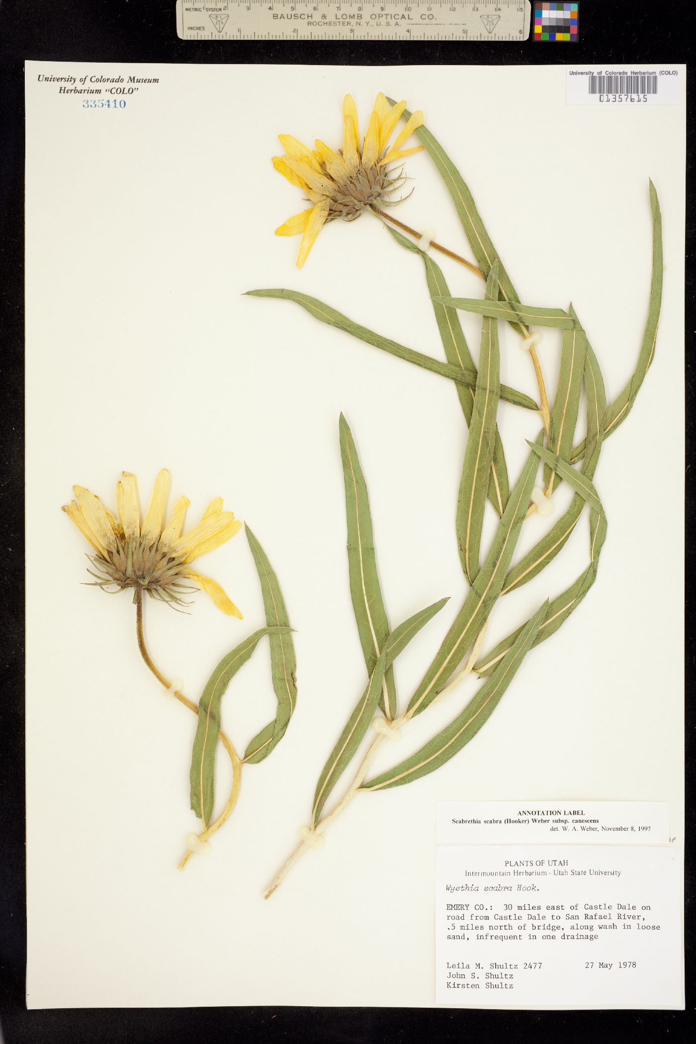 Scabrethia scabra image