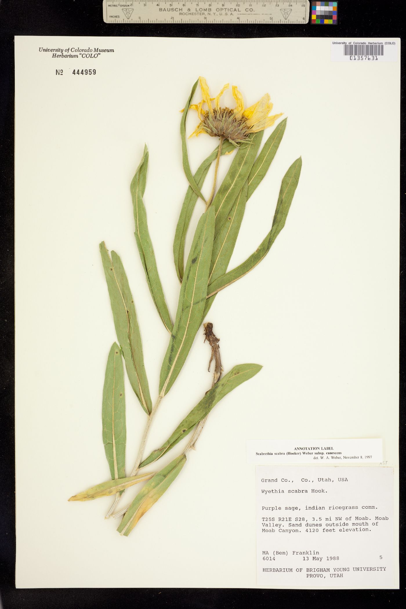 Scabrethia scabra image